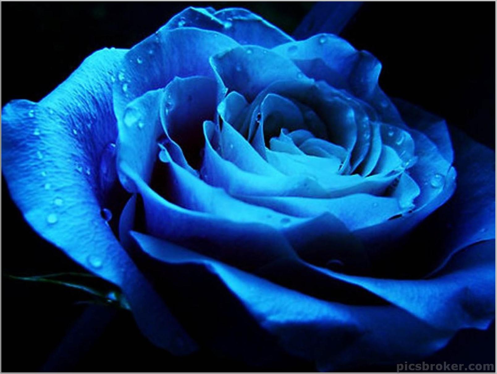 Cool Rose Wallpapers Wallpaper Cave