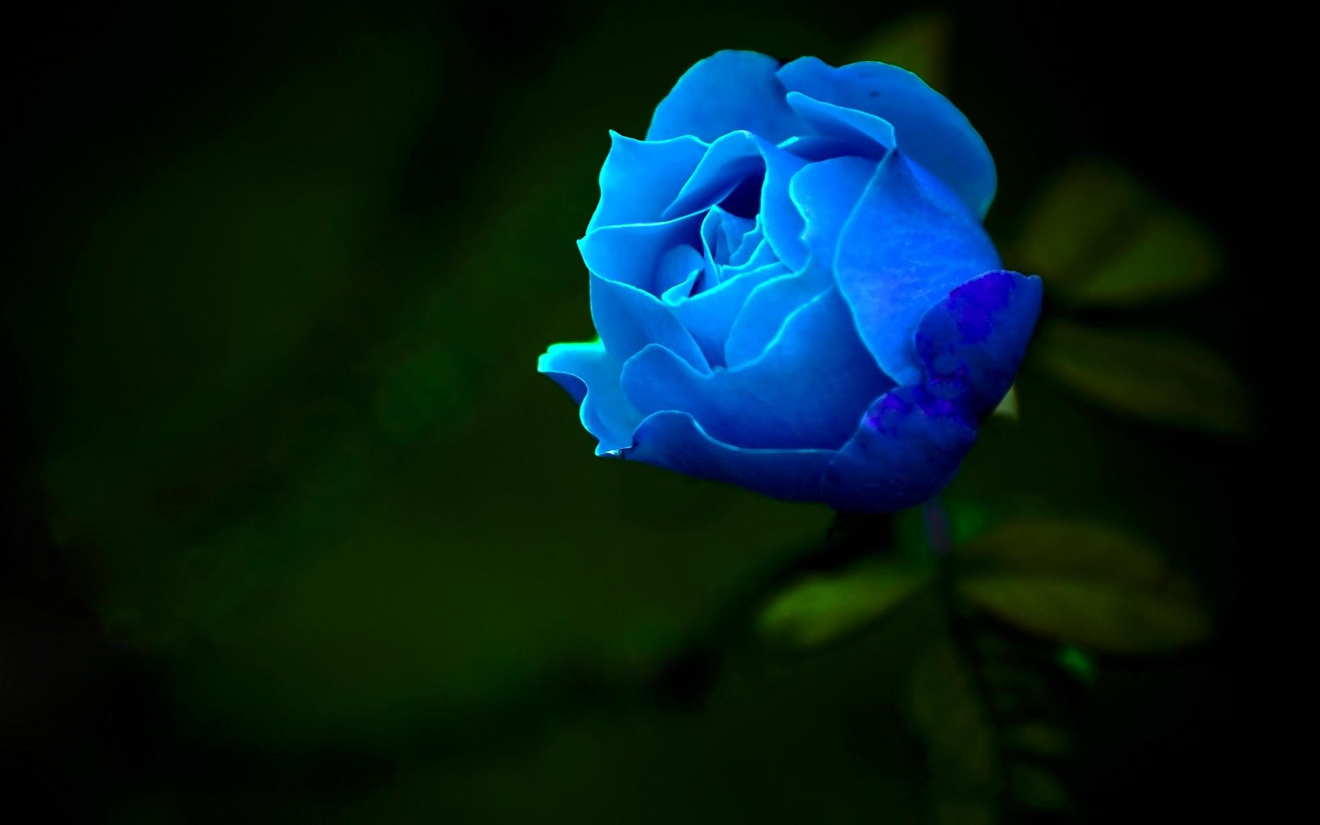 Cool Rose Wallpapers Wallpaper Cave