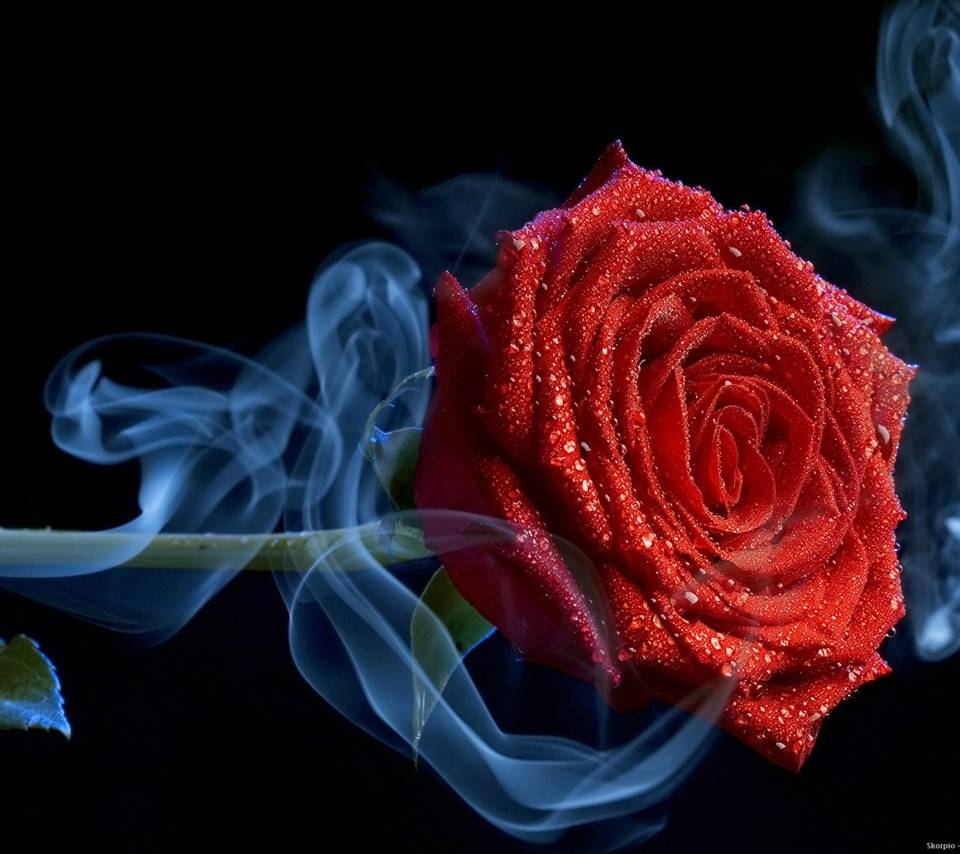 Cool Rose Wallpapers Wallpaper Cave