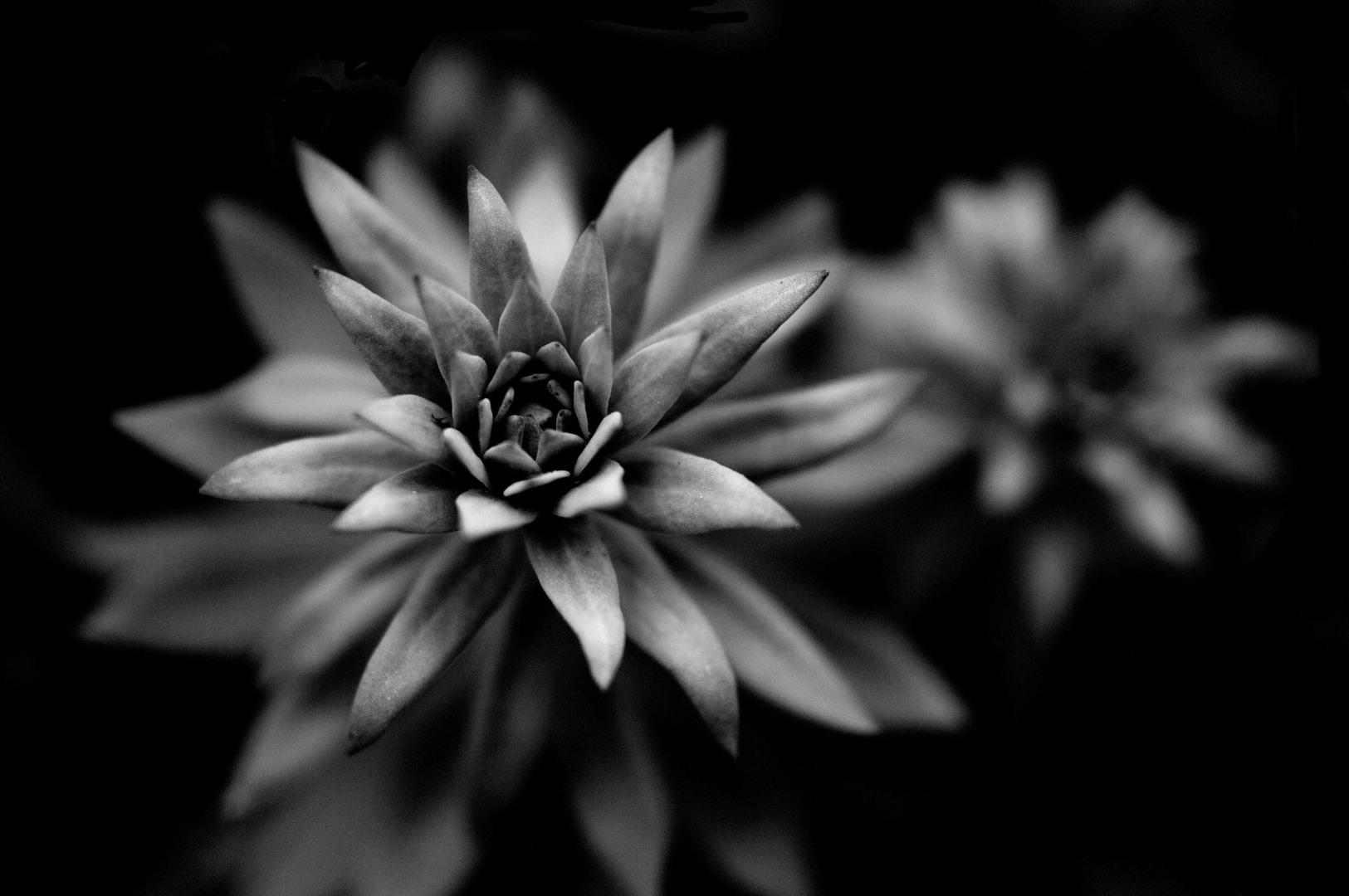 Macro Black And White Wallpapers Wallpaper Cave
