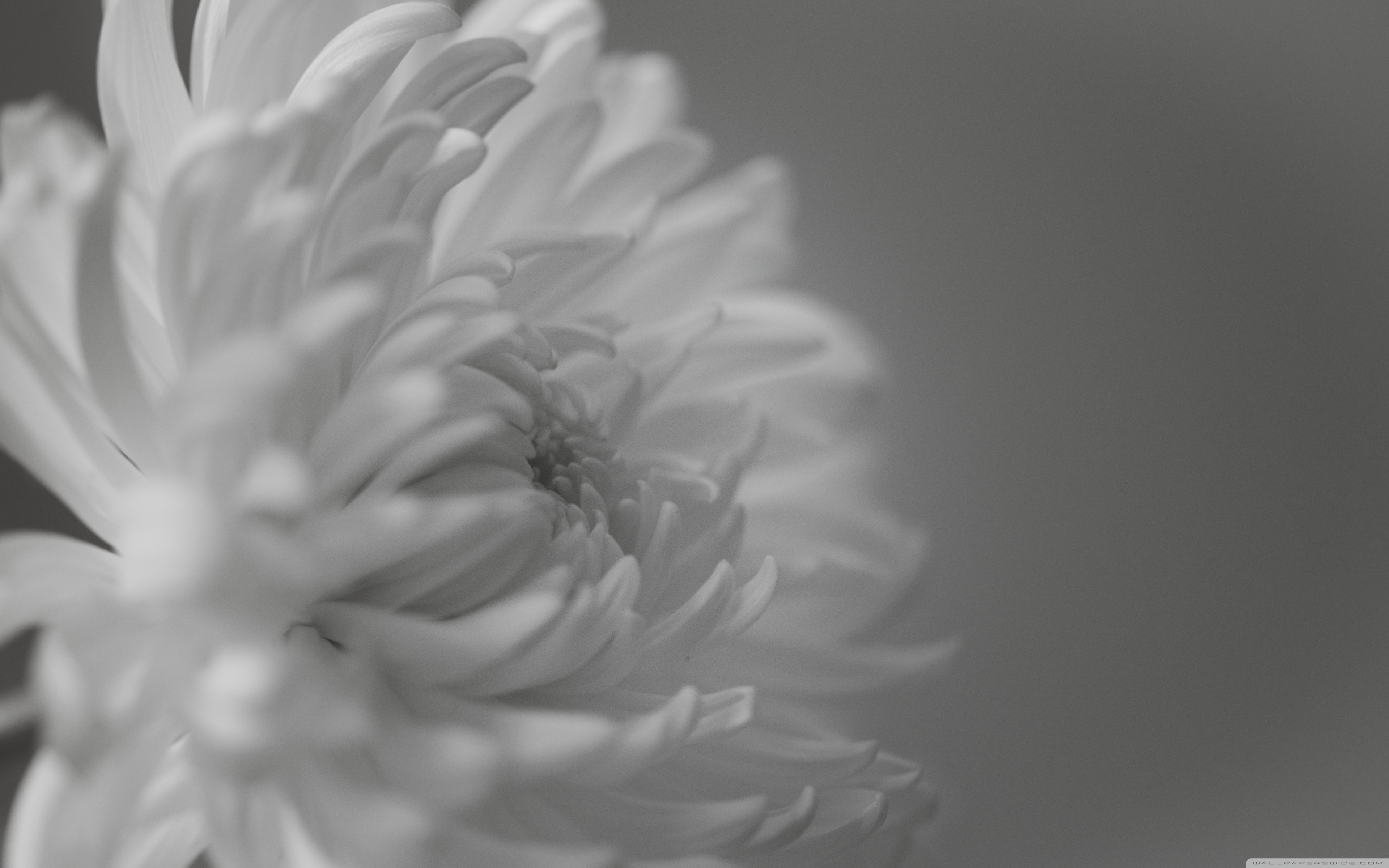 Macro Black And White Wallpapers Wallpaper Cave