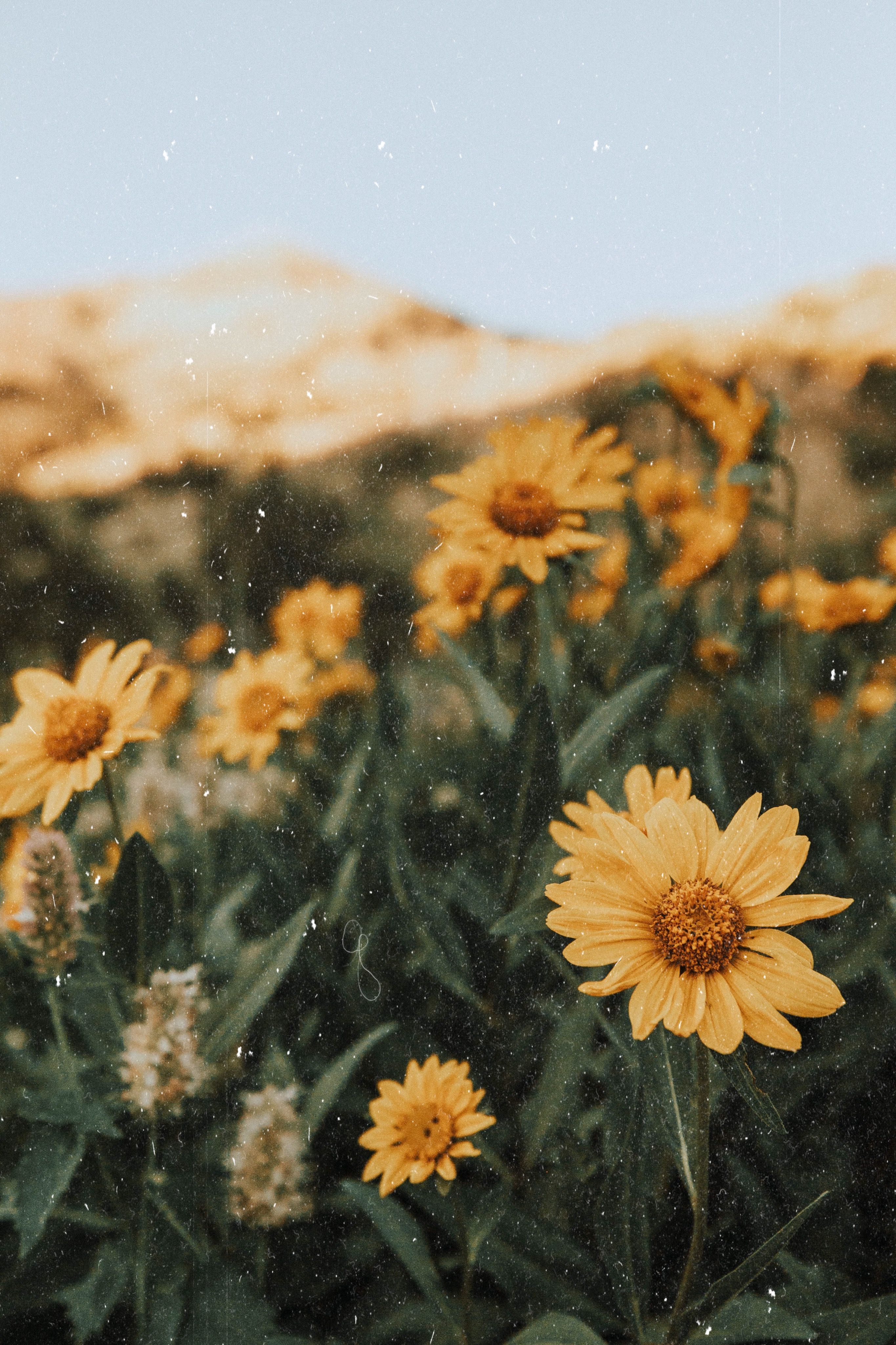 VSCO Flower Wallpapers Wallpaper Cave