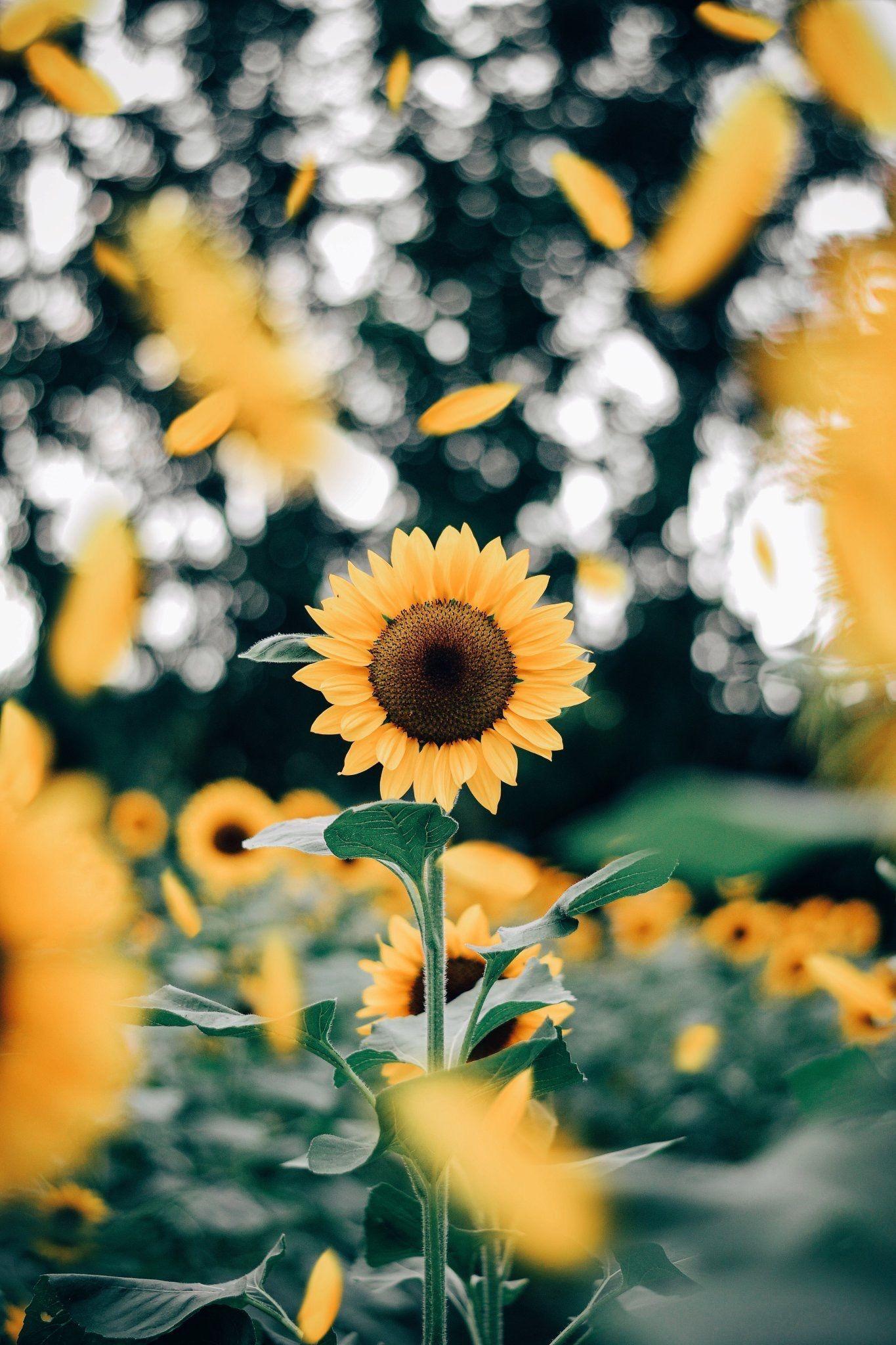 VSCO Flower Wallpapers Wallpaper Cave