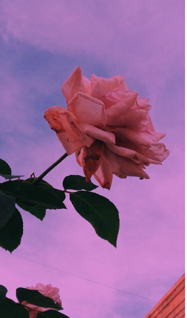 VSCO Flower Wallpapers Wallpaper Cave