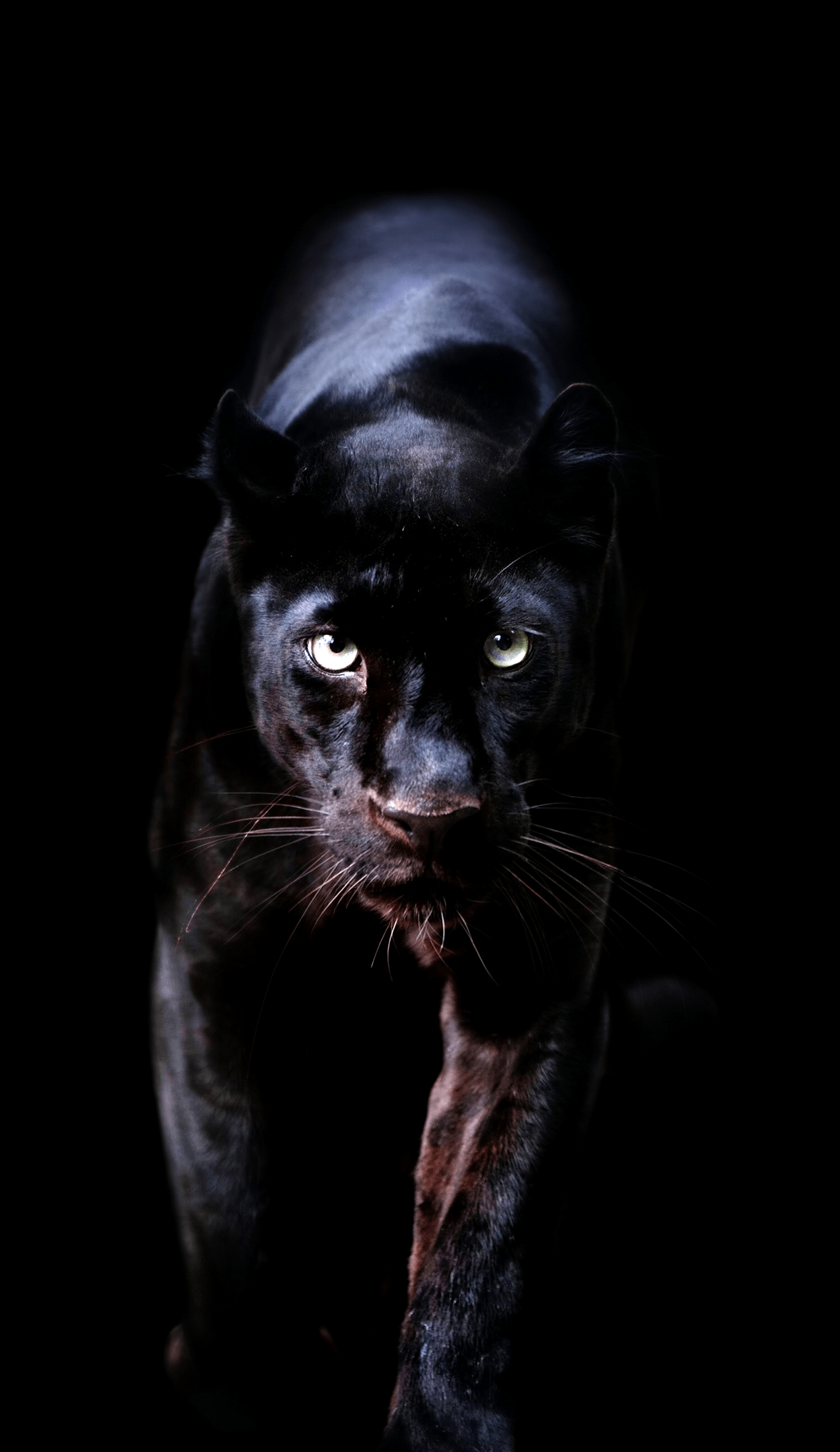 Black Panthers Wallpapers Wallpaper Cave