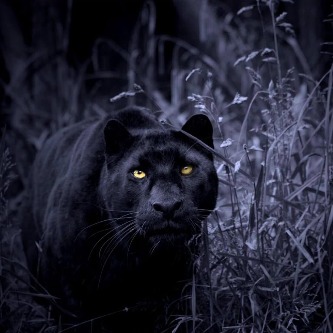 Black Panthers Wallpapers Wallpaper Cave