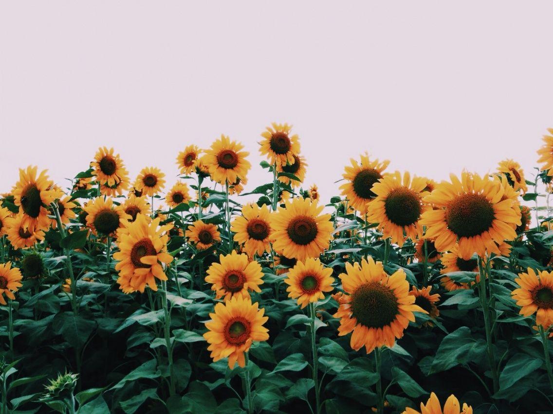 VSCO Flowers Desktop Wallpapers Wallpaper Cave