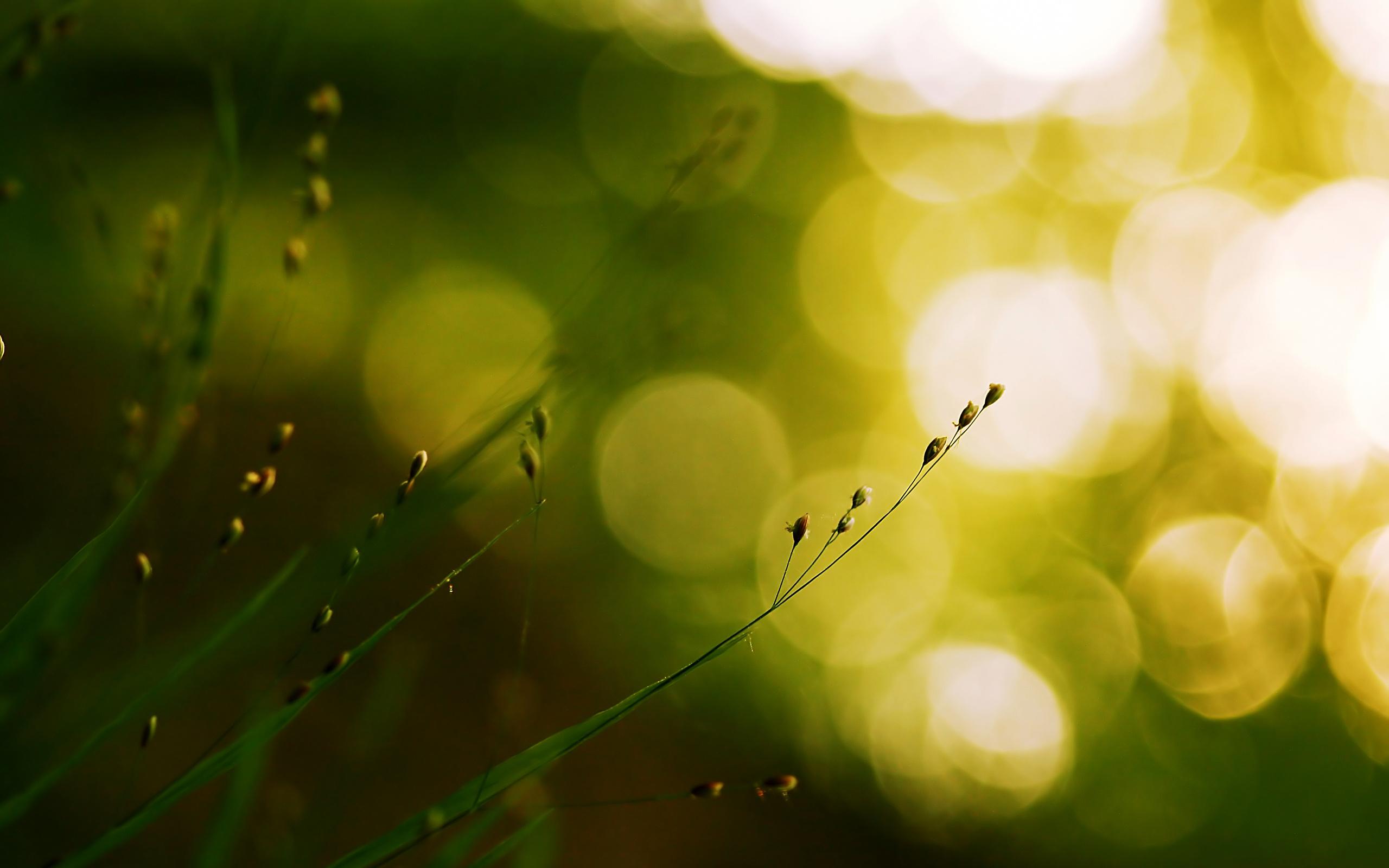 Nature Macro Wallpapers Wallpaper Cave