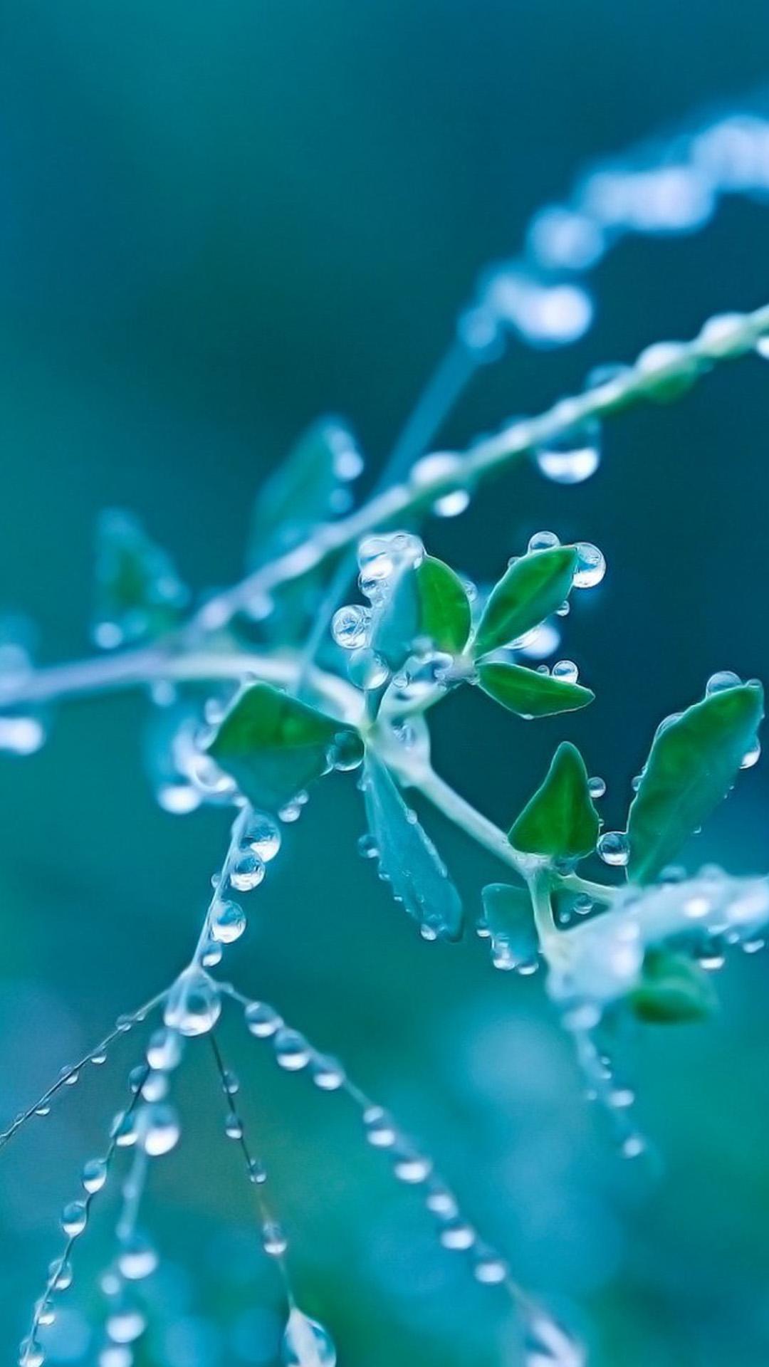 Macro Nature Wallpapers Wallpaper Cave