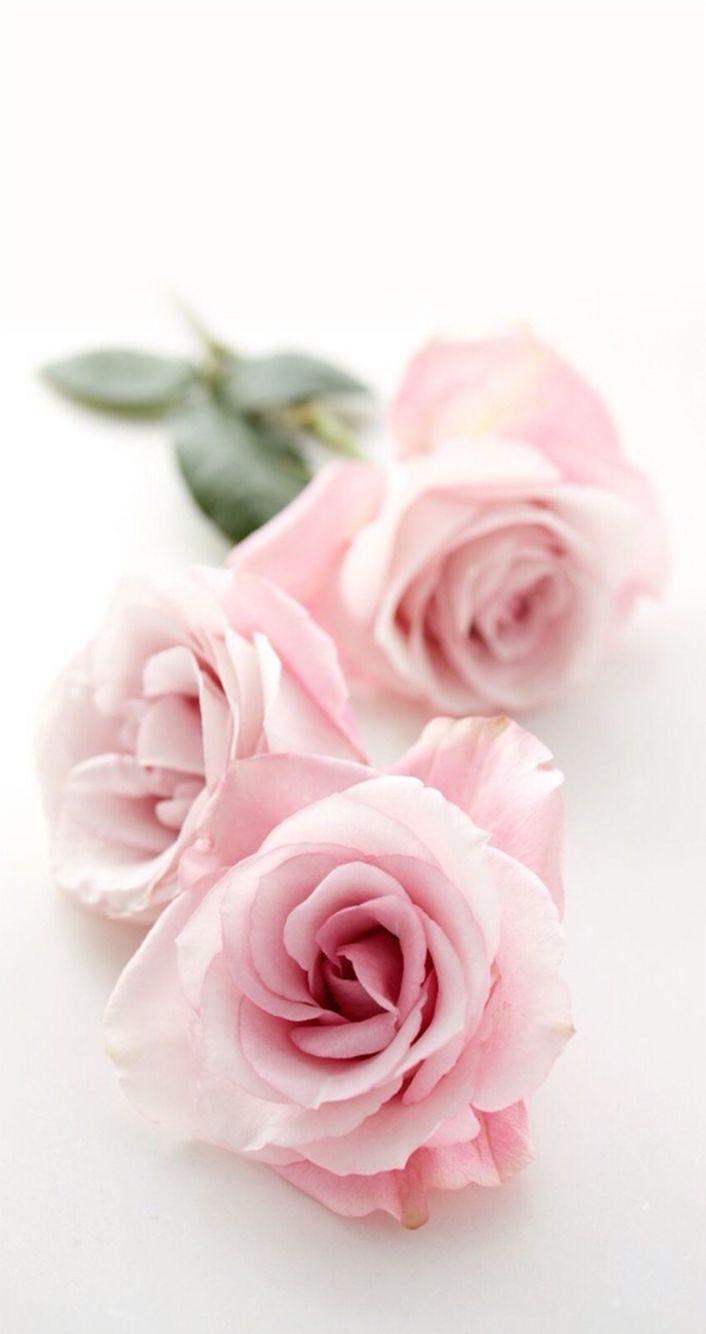 Aesthetic Pink Roses Wallpapers Wallpaper Cave