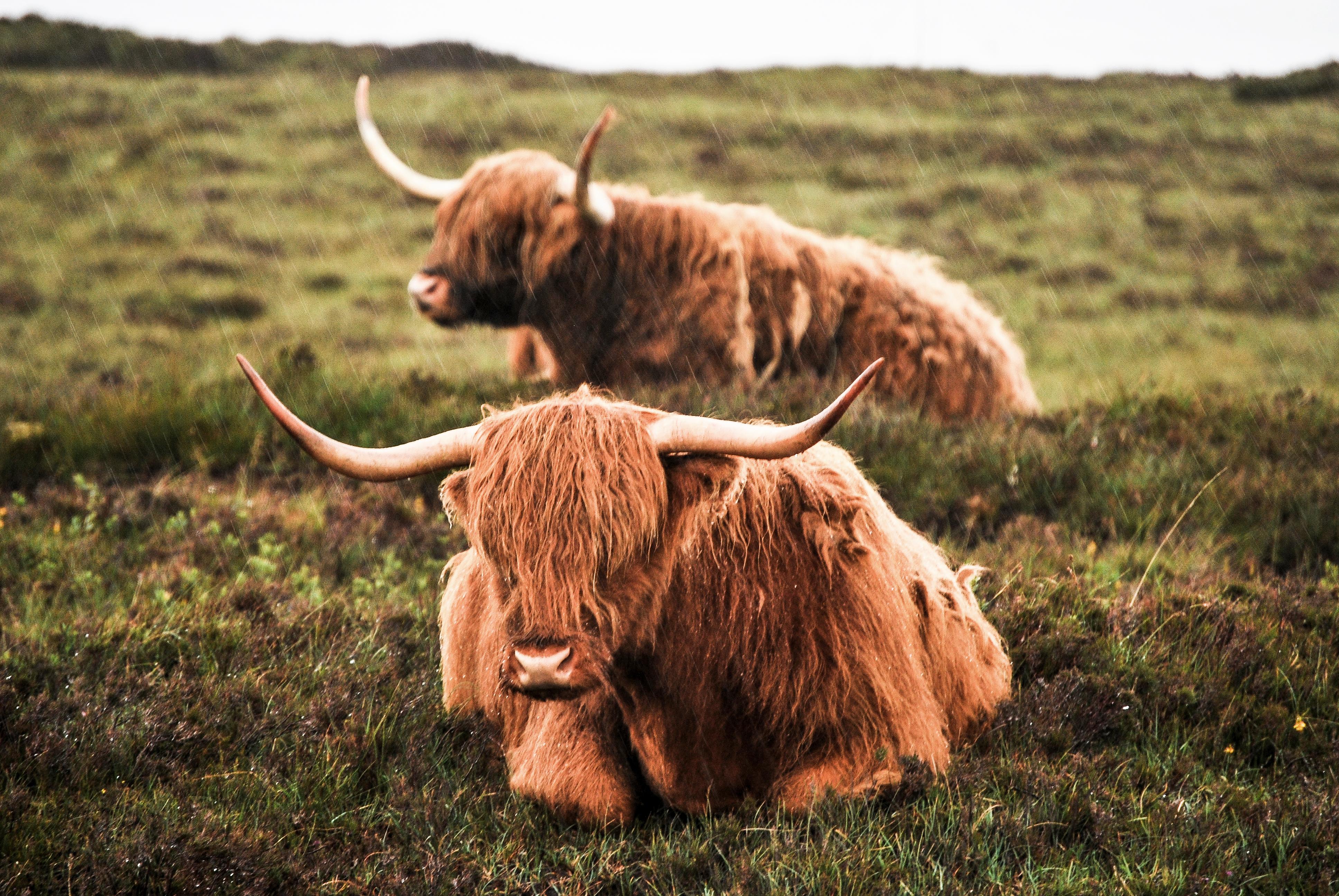 Highland Cow Wallpapers Wallpaper Cave