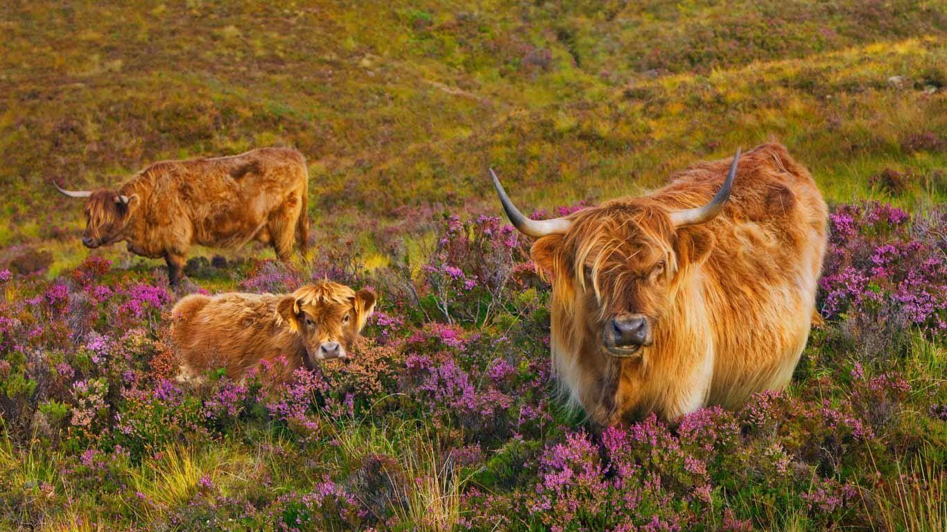 Highland Cattle Wallpaper