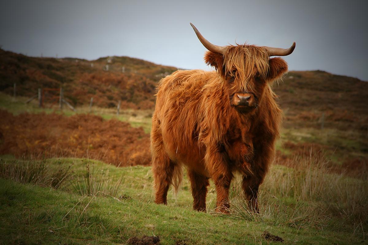 Cow Highland Animals Nature Hd Wallpapers ( Desktop Background