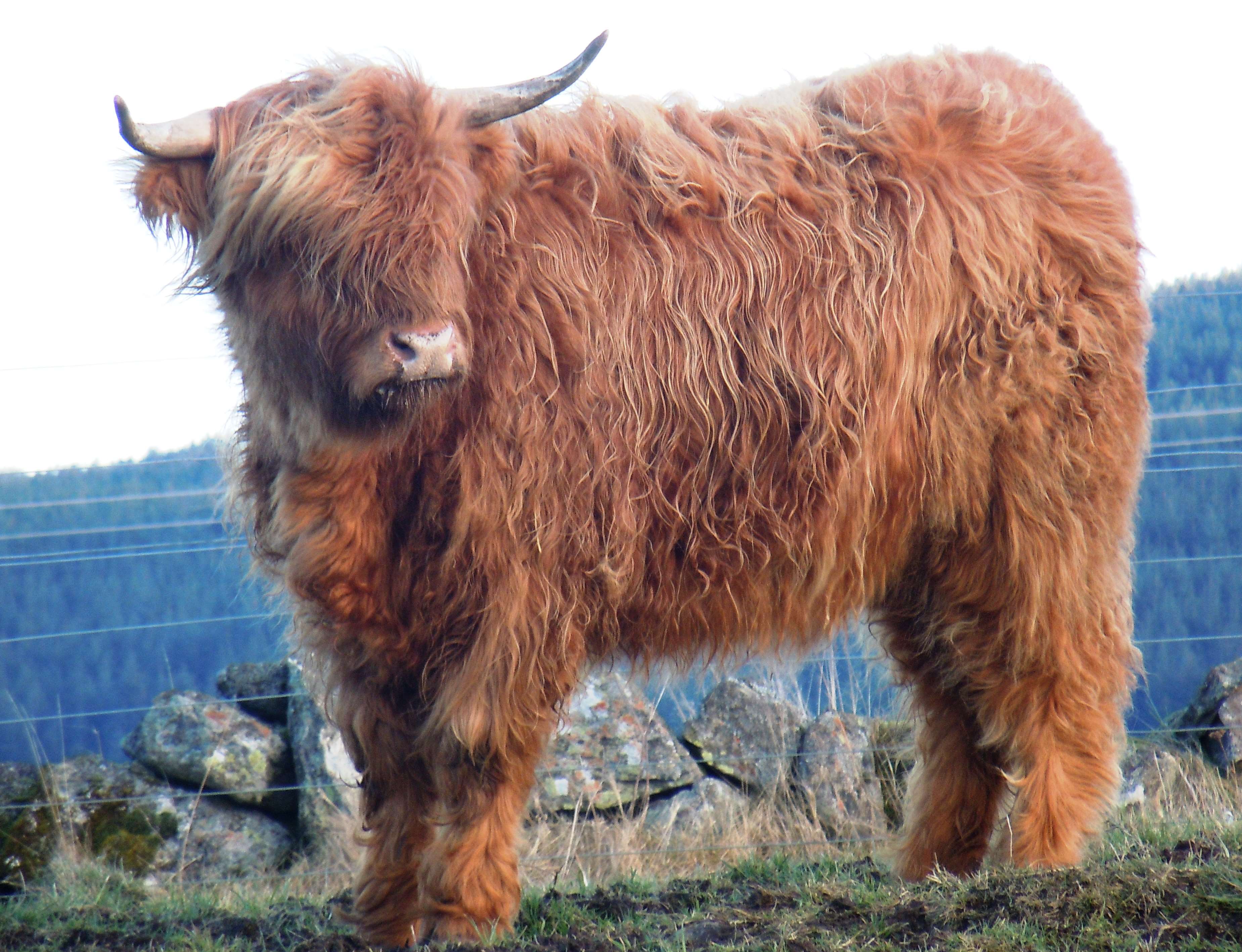 scottish highland cow desktop wallpaper Fwallpapers