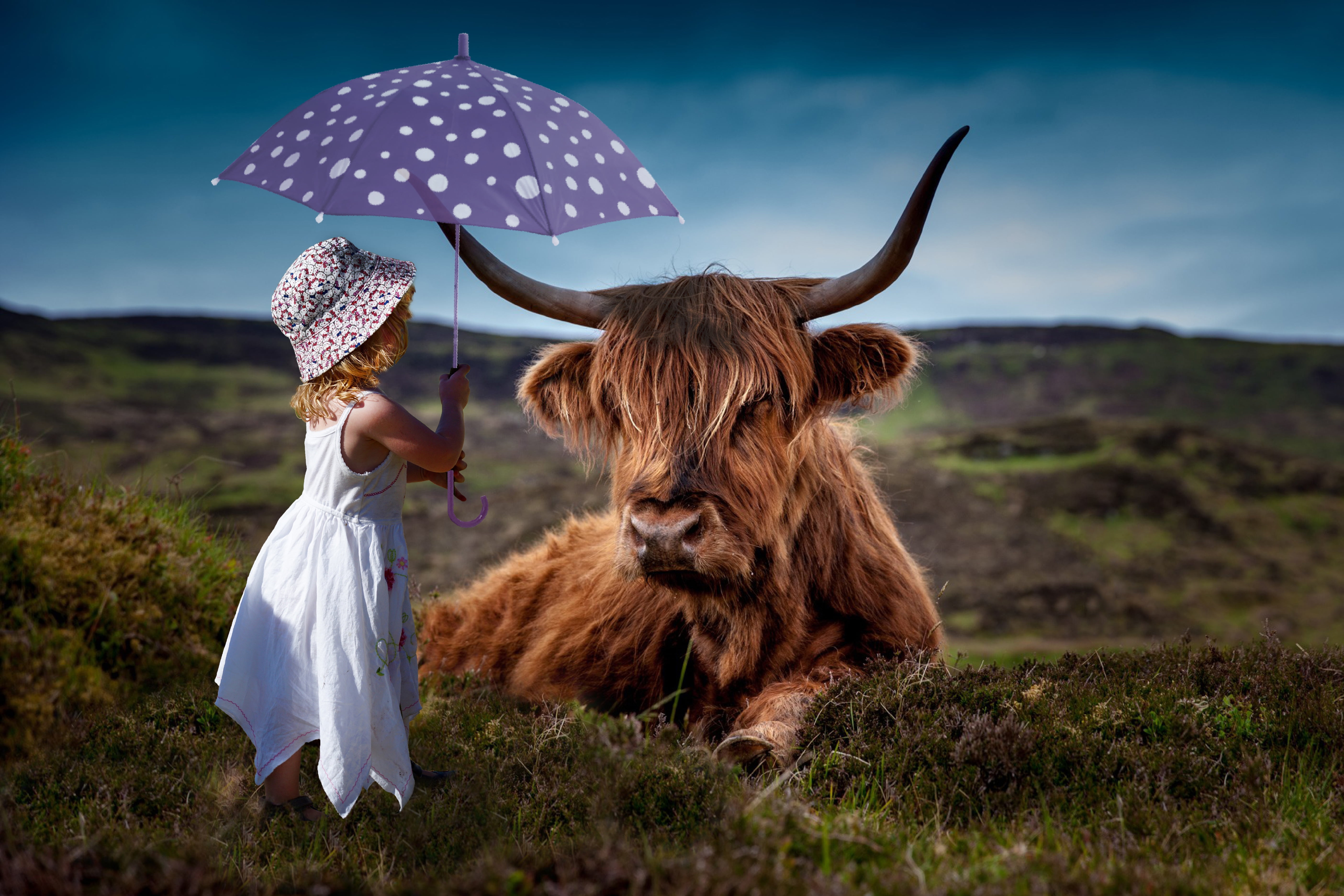 Highland Cow Wallpapers Wallpaper Cave