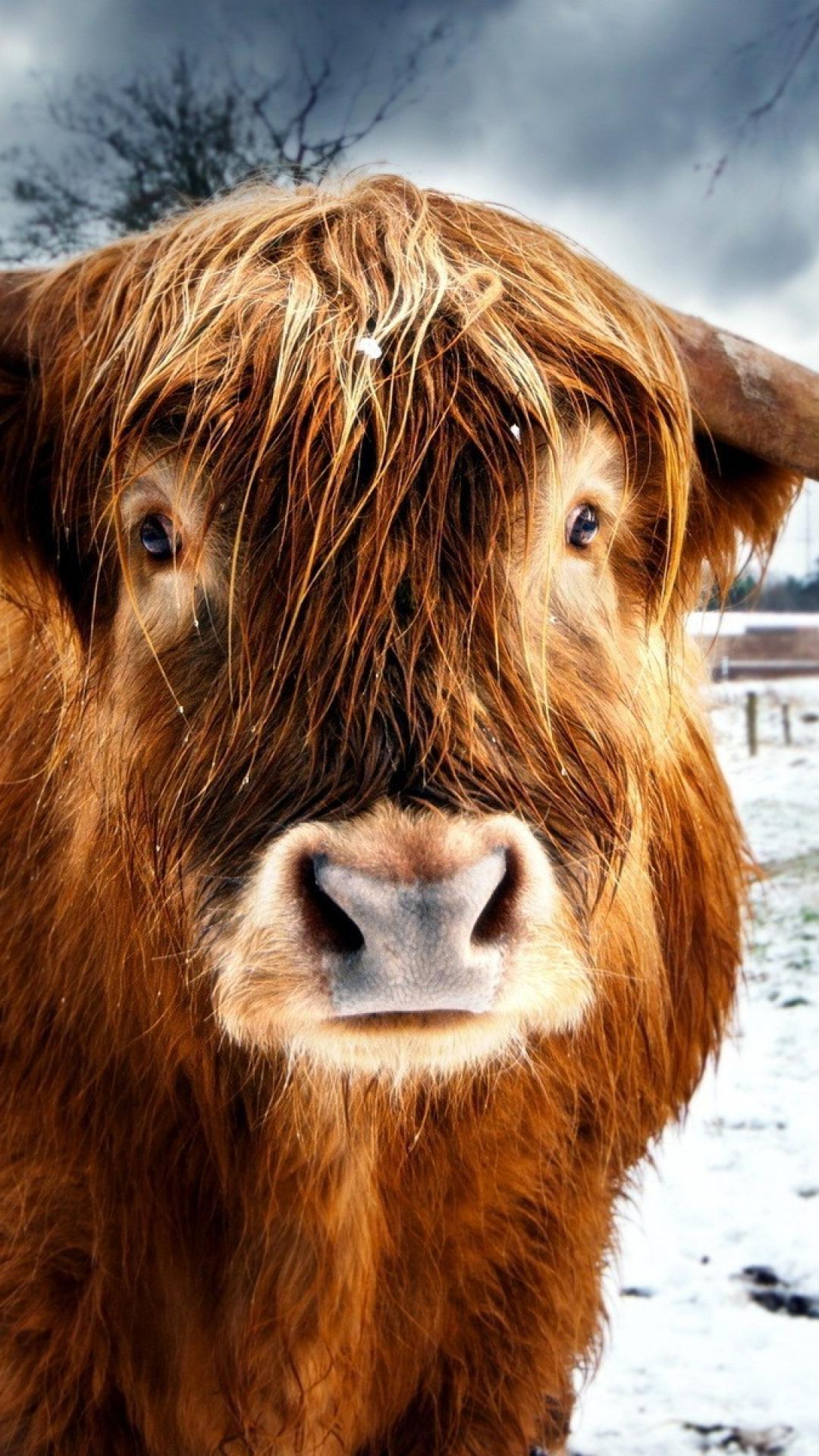 Highland Cow Farm Animals HD wallpaper Pxfuel