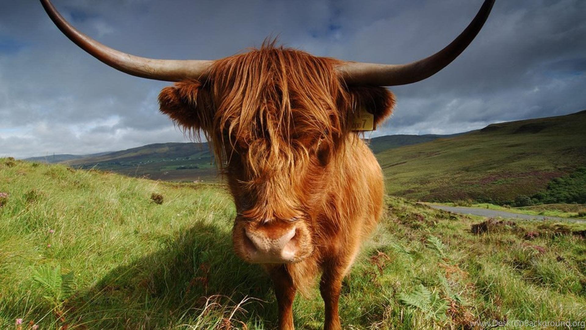 Highland Cattle Computer Wallpapers, Desktop Backgrounds.