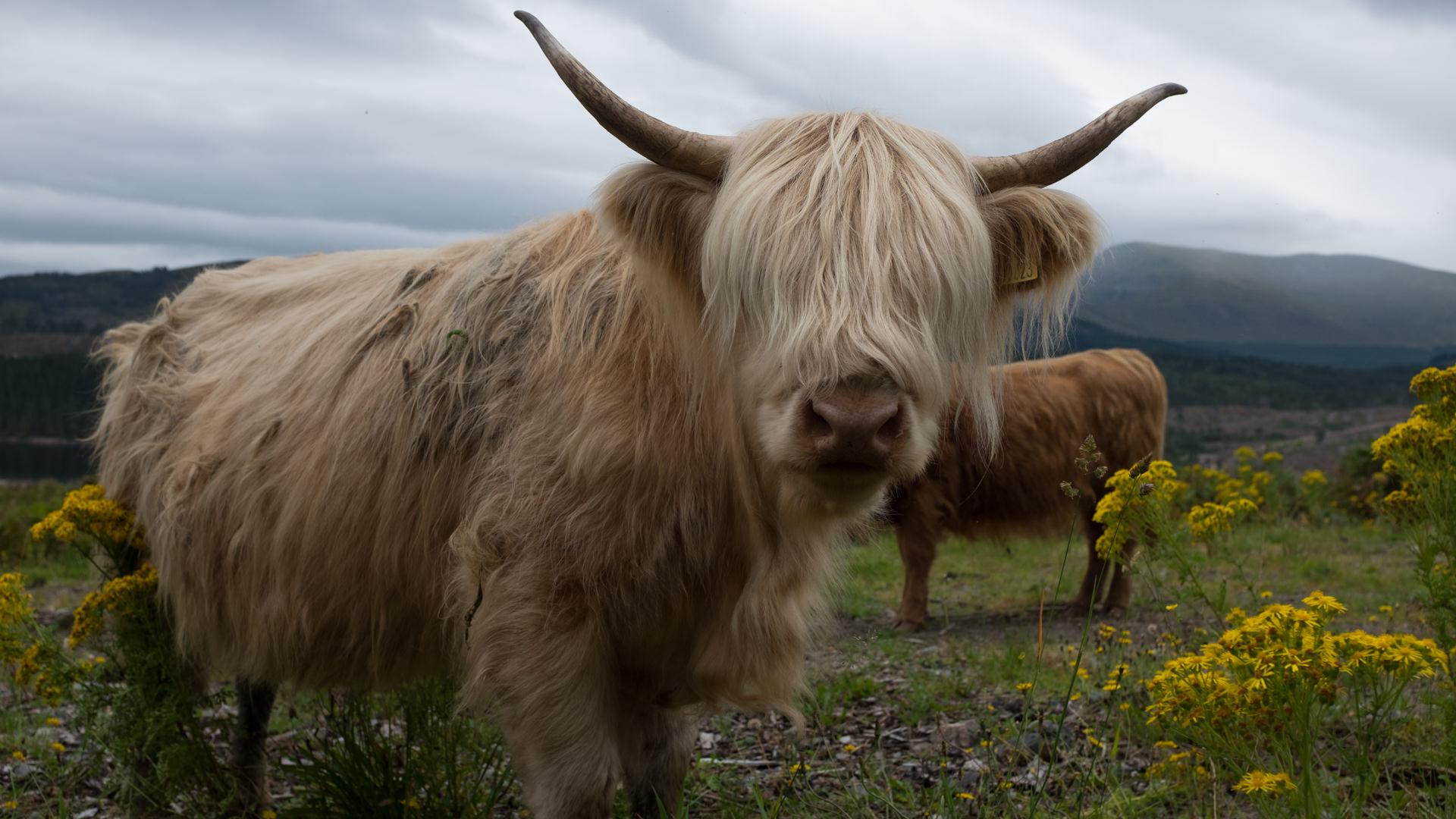 Highland Cow Desktop Nexus Wallpapers Cow, Highland cow,.
