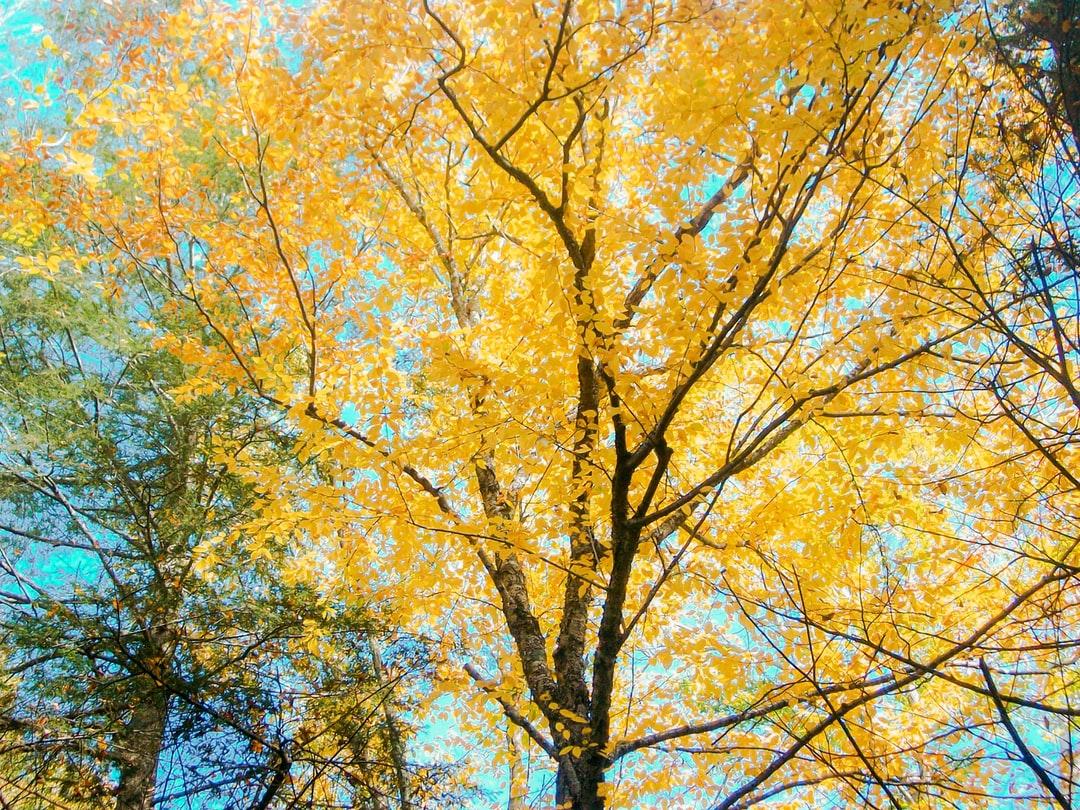 Autumn Yellow Trees Wallpapers Wallpaper Cave