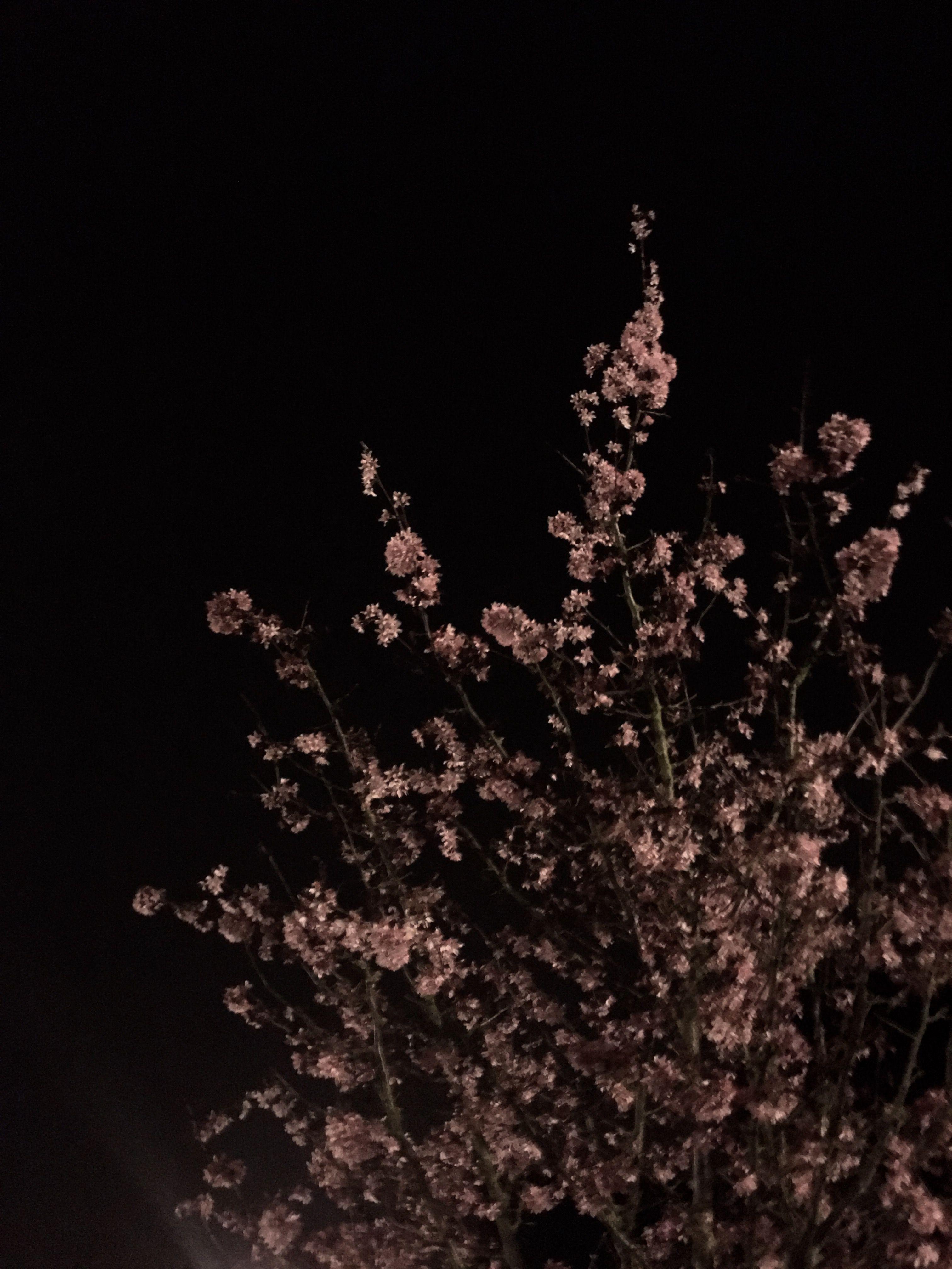 Flower Aesthetic Dark Wallpapers Wallpaper Cave