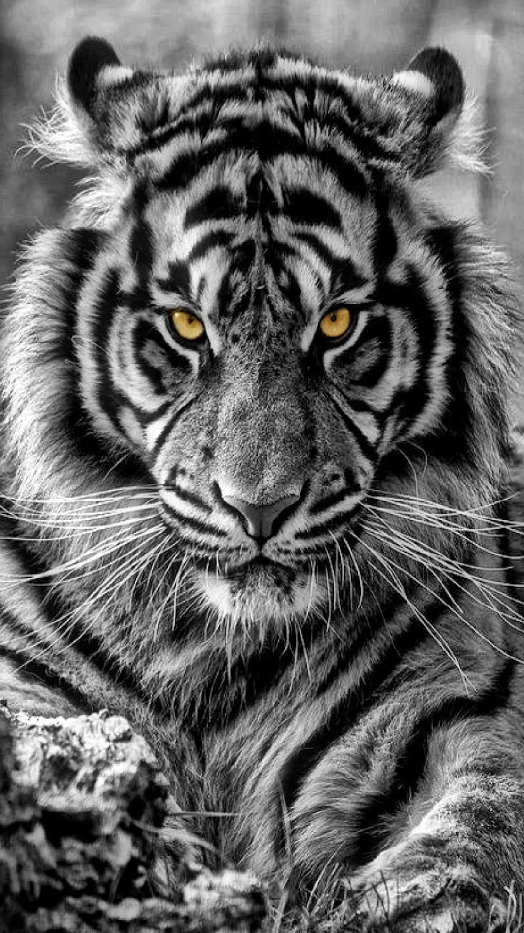 Tiger Phone Wallpapers Wallpaper Cave