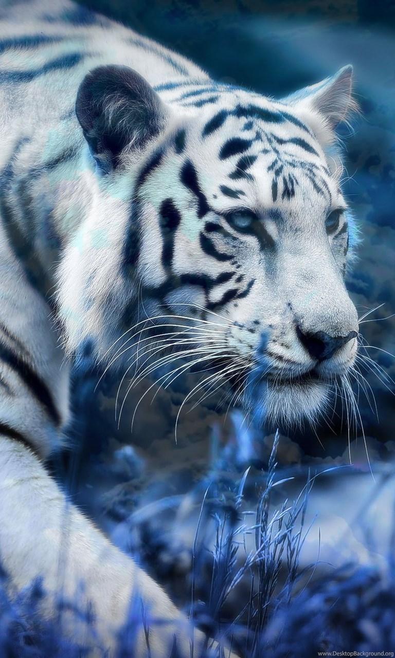 Tiger Phone Wallpapers Wallpaper Cave