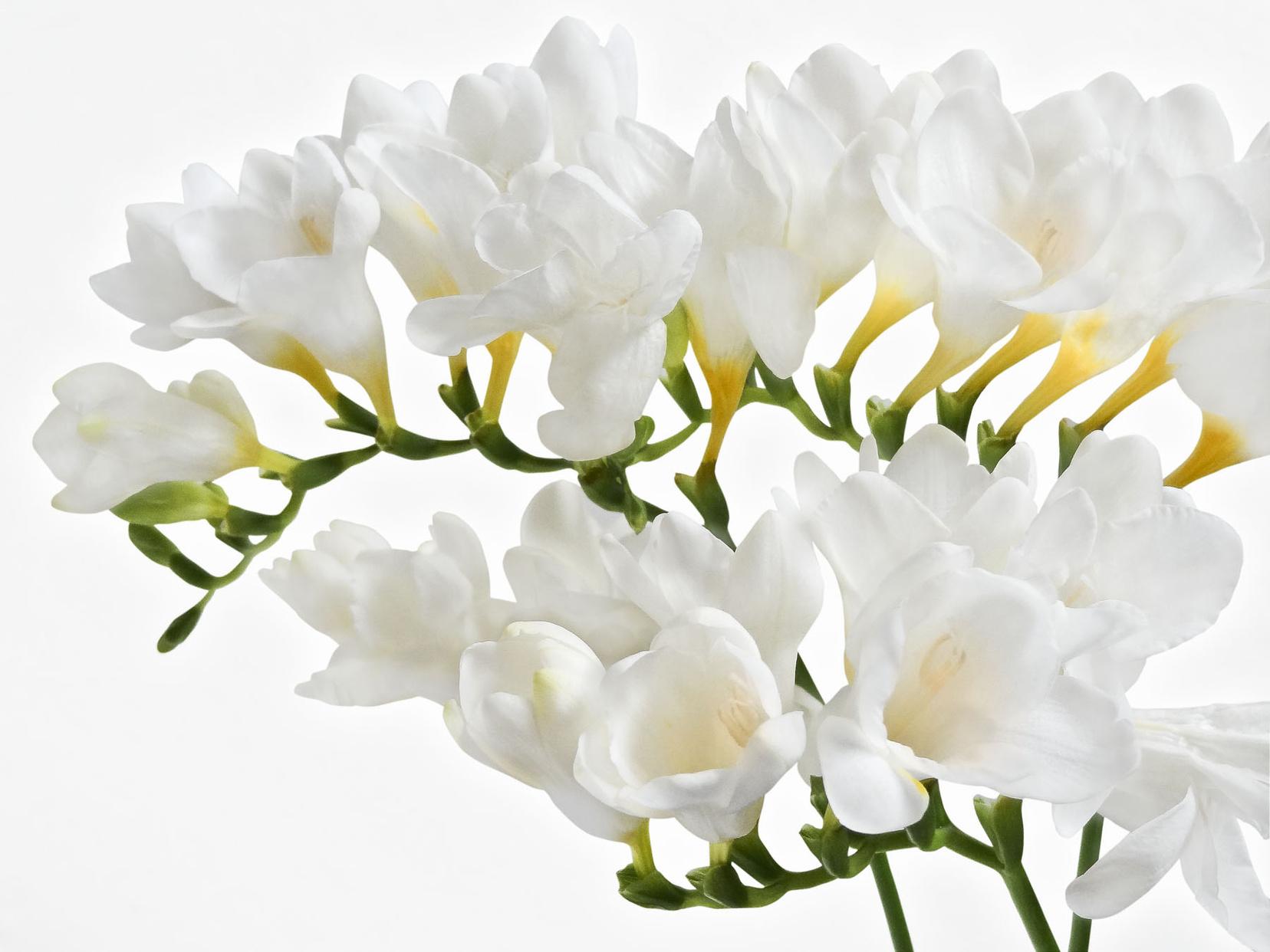 Freesias Wallpapers Wallpaper Cave