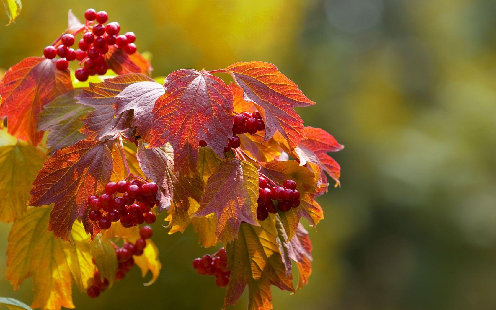 Autumn Berries Wallpapers Wallpaper Cave