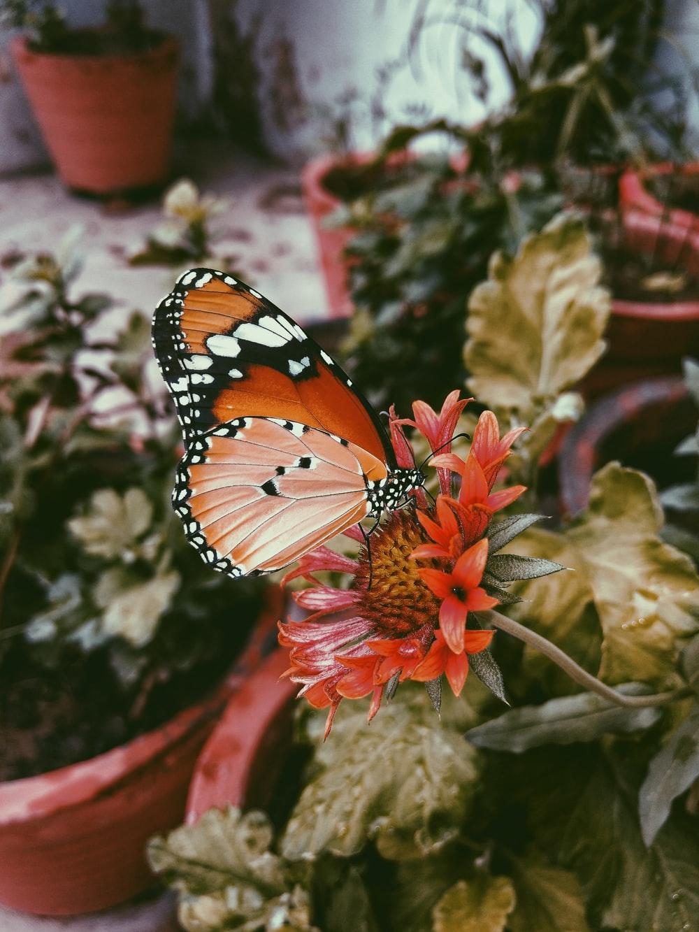 VSCO Flowers Wallpapers Wallpaper Cave