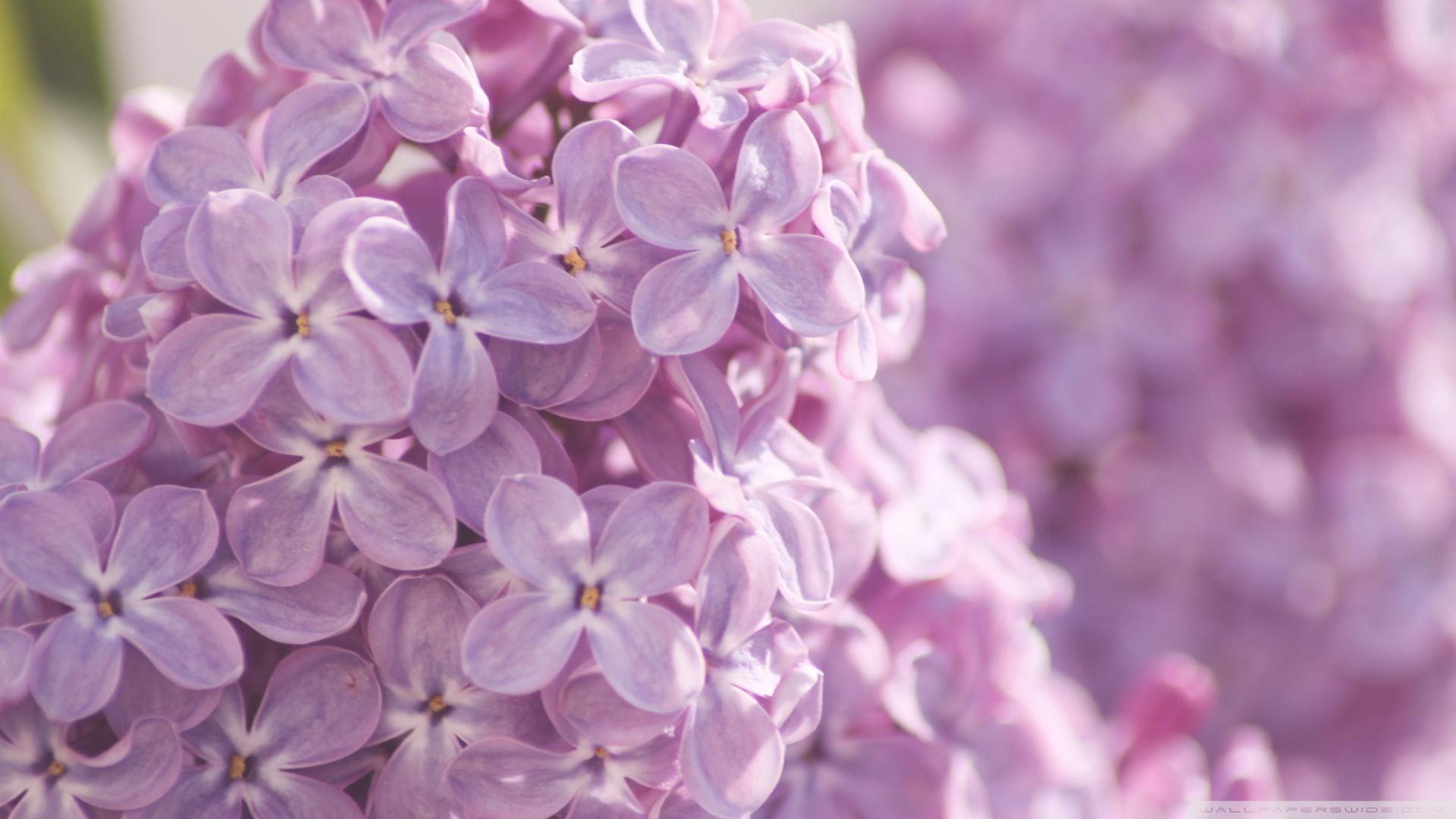 Pink Lilac Flower Wallpapers Wallpaper Cave