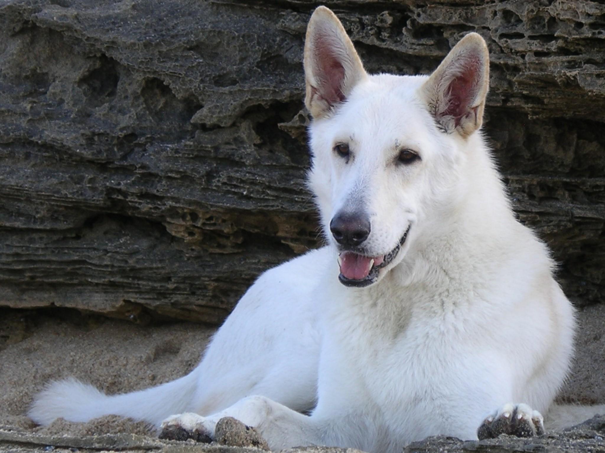 White German Shepherd Wallpapers Wallpaper Cave
