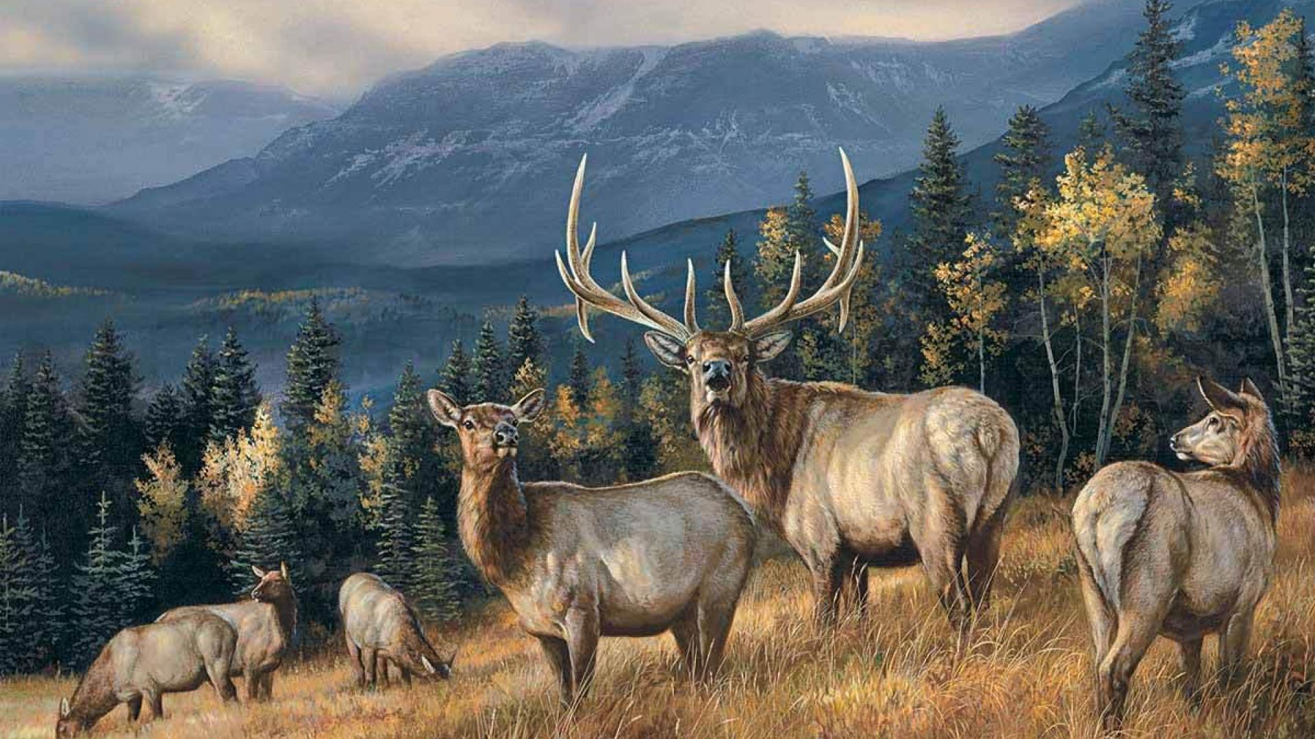 Big Elk Wallpapers Wallpaper Cave