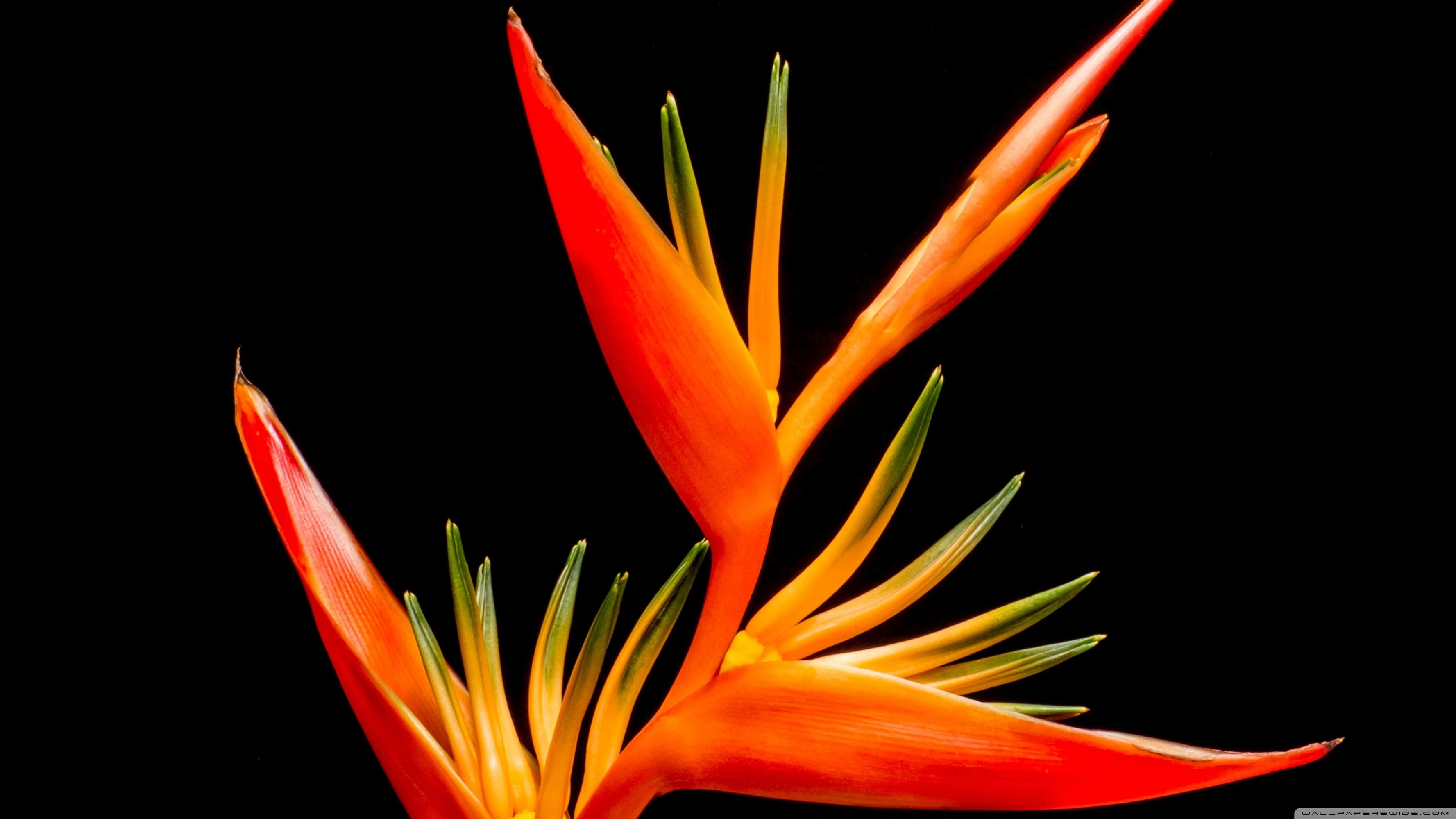 Bird Of Paradise Flower Wallpapers Wallpaper Cave