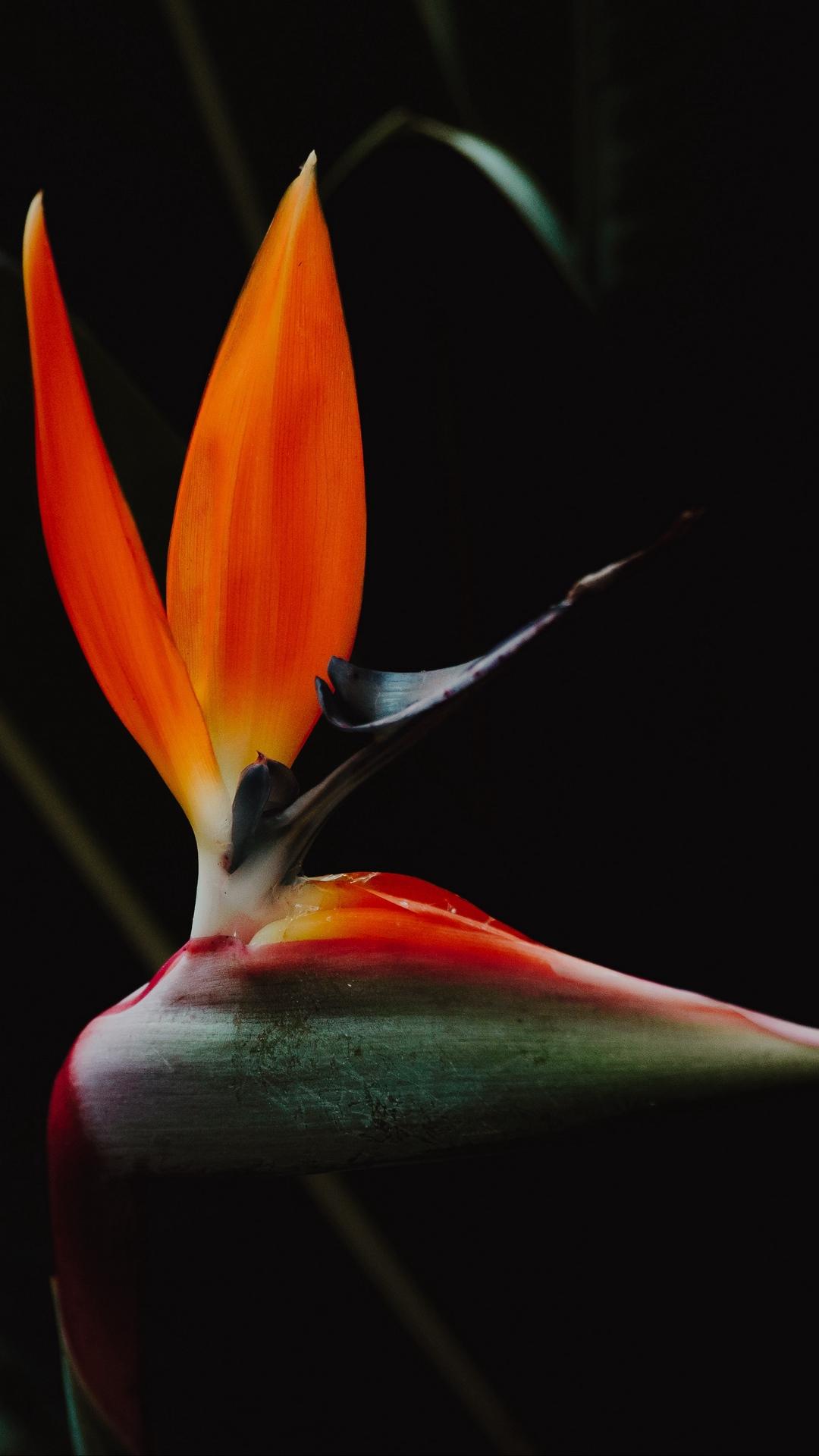 Bird Of Paradise Flower Wallpapers Wallpaper Cave