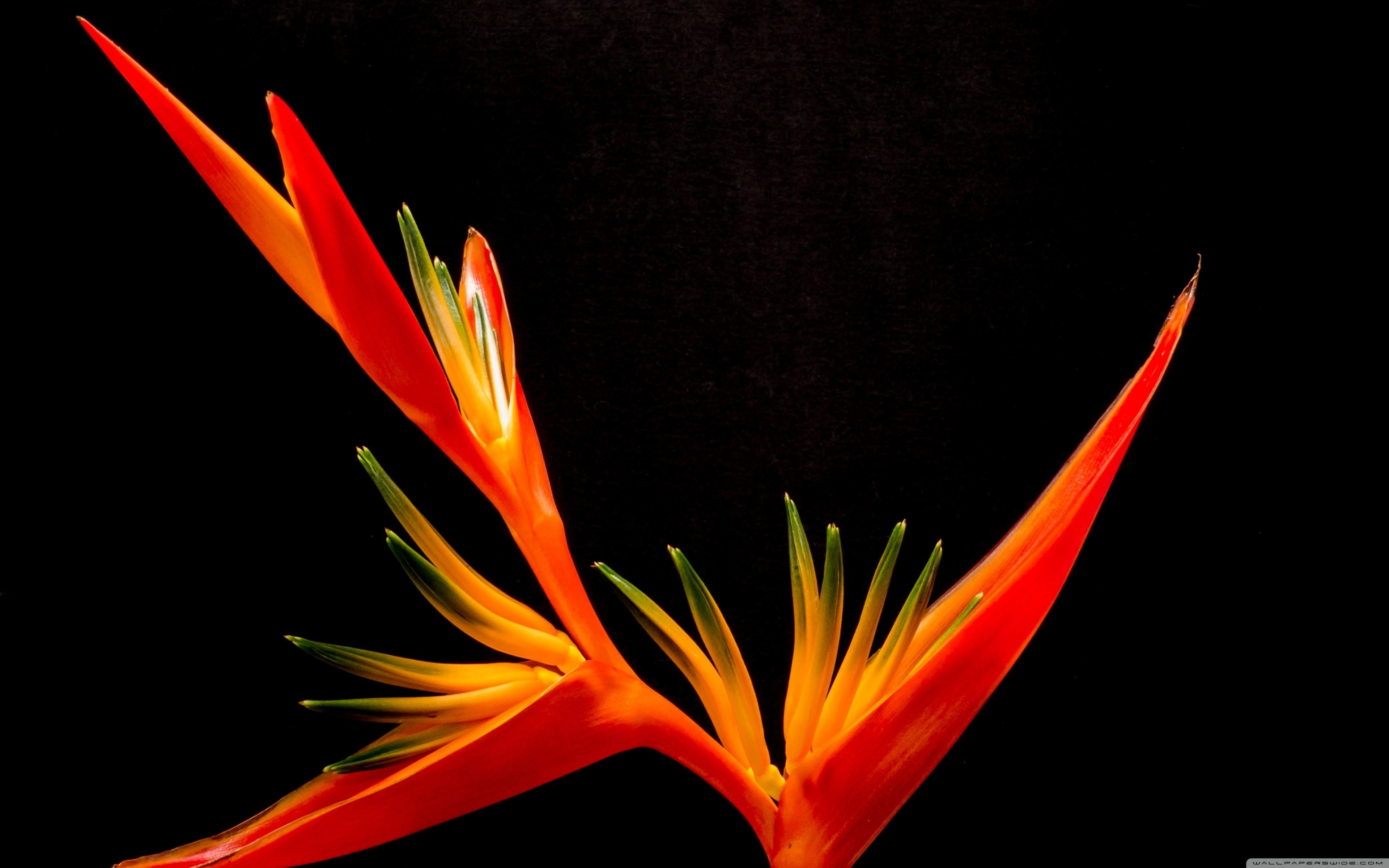 Bird Of Paradise Flower Wallpapers Wallpaper Cave