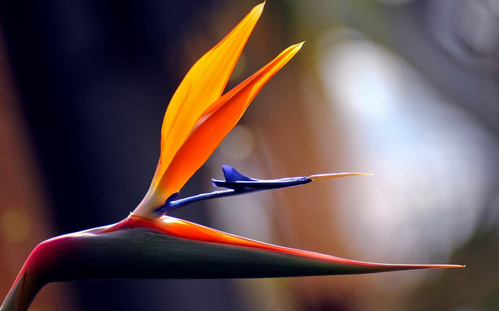 Bird Of Paradise Flower Wallpapers Wallpaper Cave