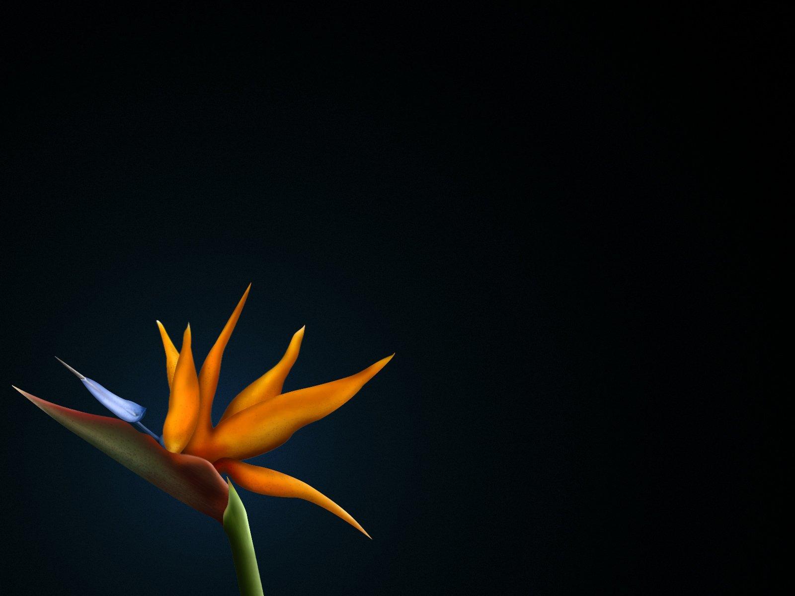 Bird Of Paradise Flower Wallpapers Wallpaper Cave