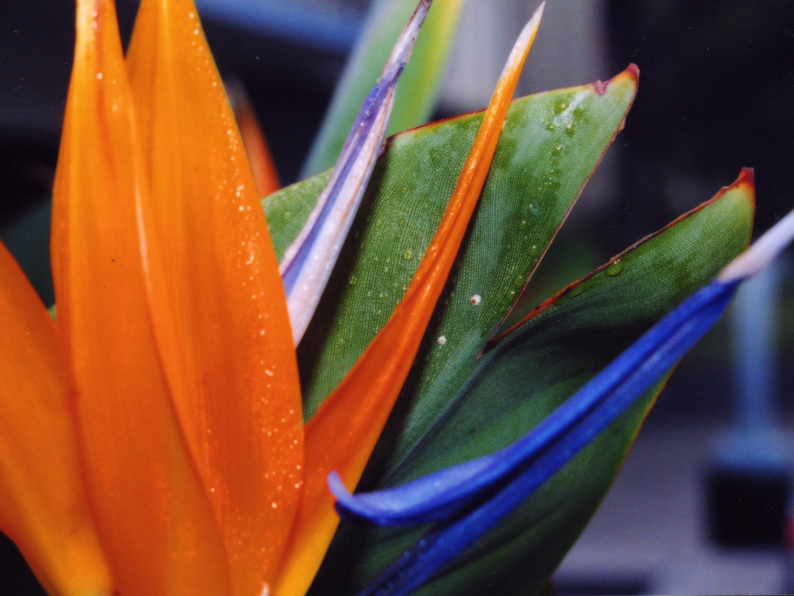 Bird Of Paradise Flower Wallpapers Wallpaper Cave