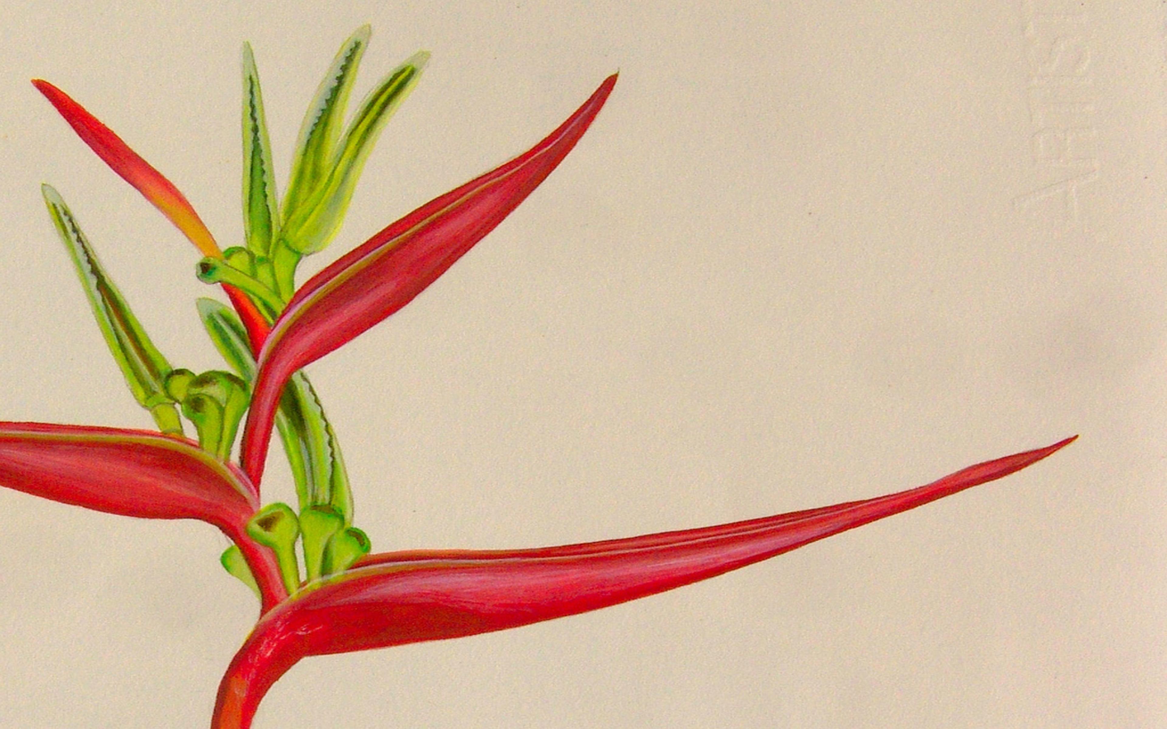 Bird Of Paradise Flower Wallpapers Wallpaper Cave