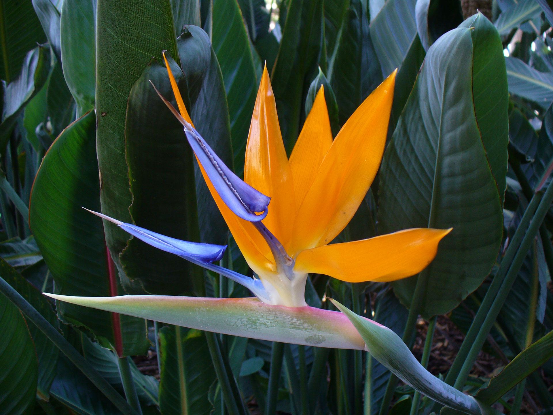 Bird Of Paradise Flower Wallpapers Wallpaper Cave