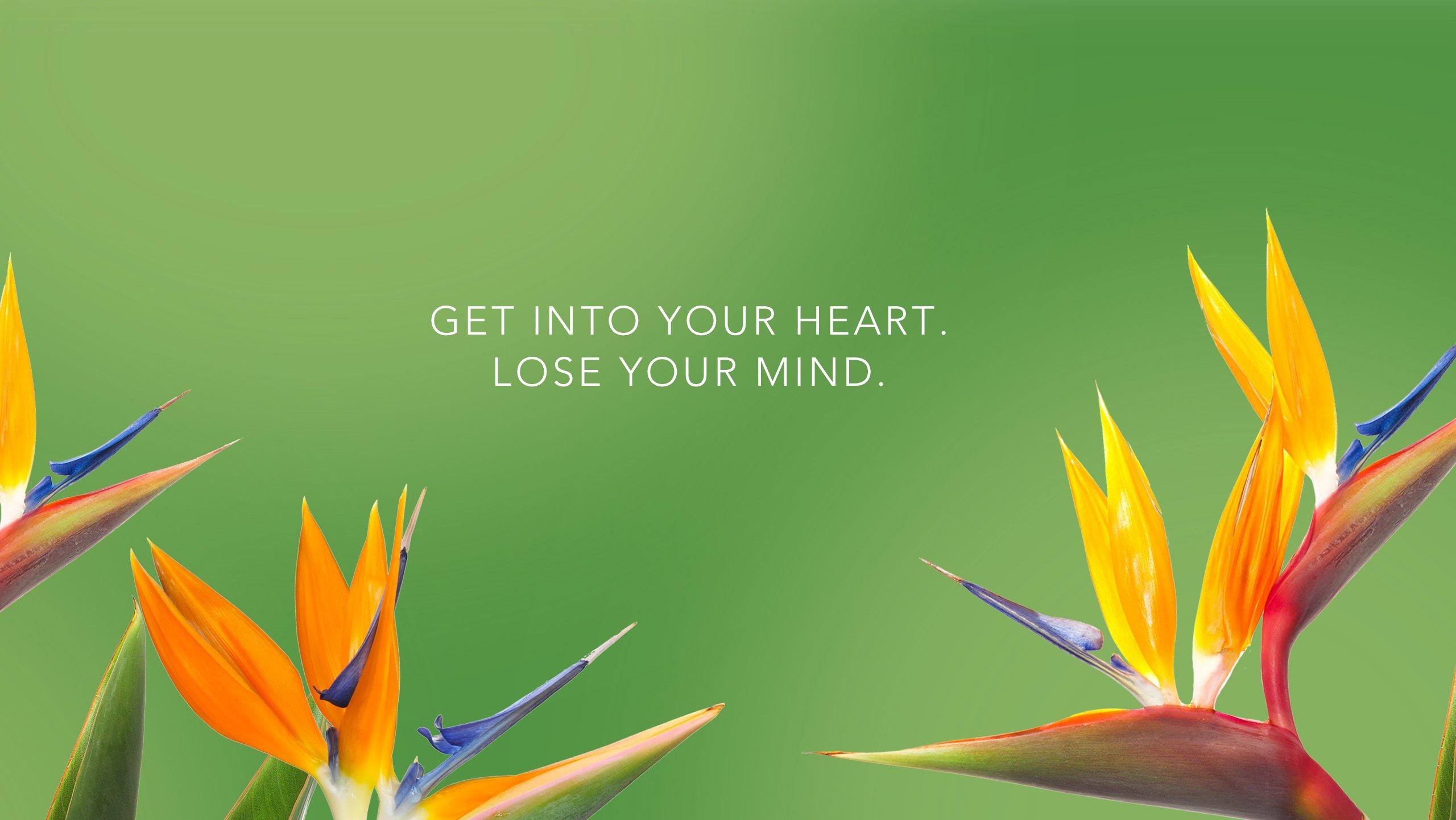 Bird Of Paradise Flower Wallpapers Wallpaper Cave