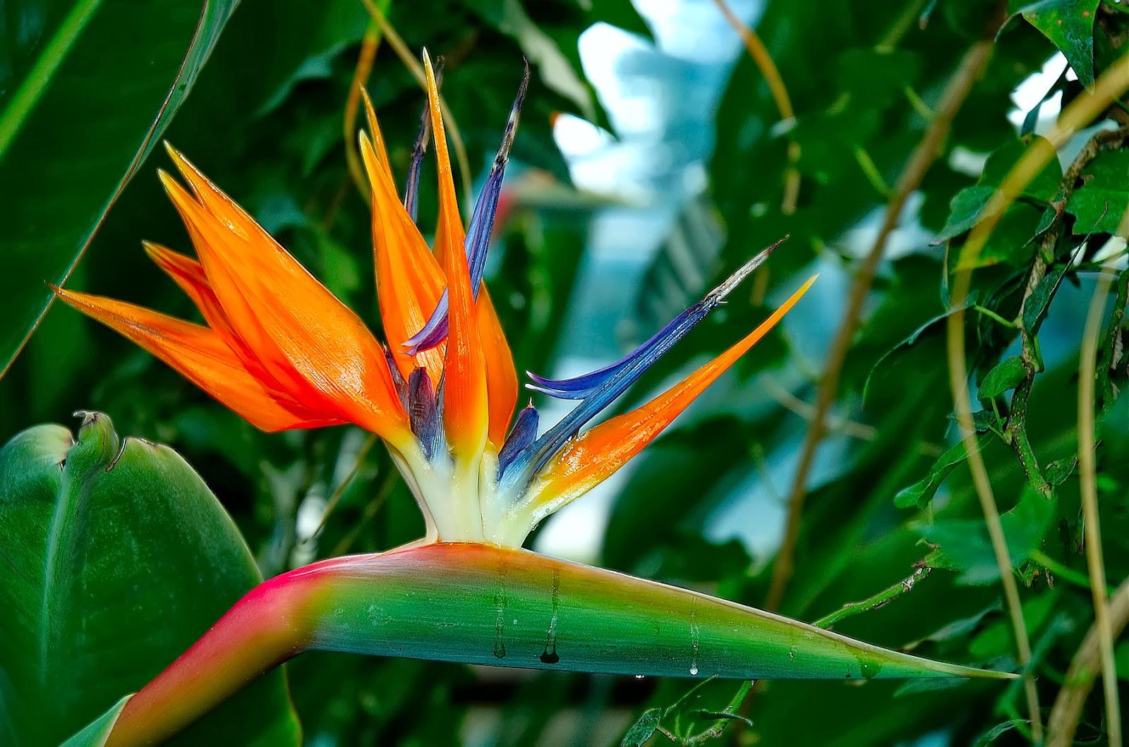 Bird Of Paradise Flower Wallpapers Wallpaper Cave