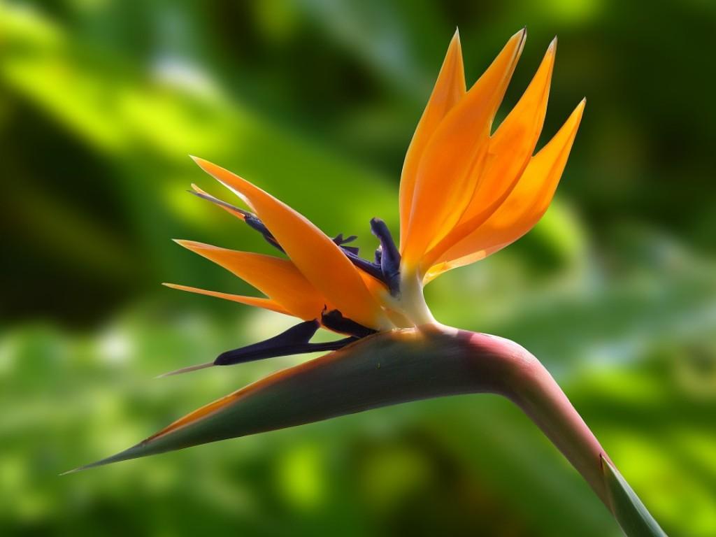 Bird Of Paradise Flower Wallpapers Wallpaper Cave