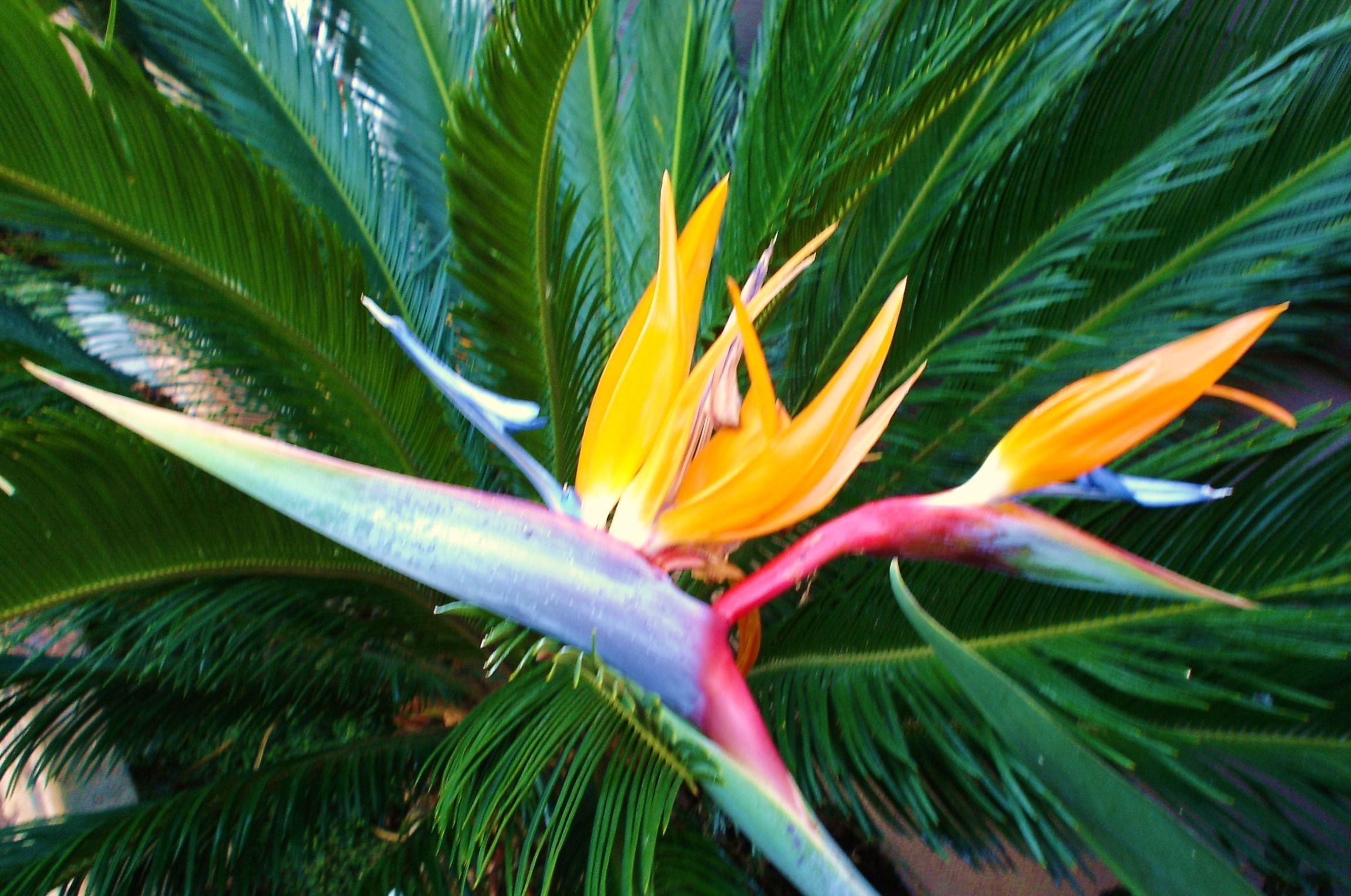 Bird Of Paradise Flower Wallpapers Wallpaper Cave