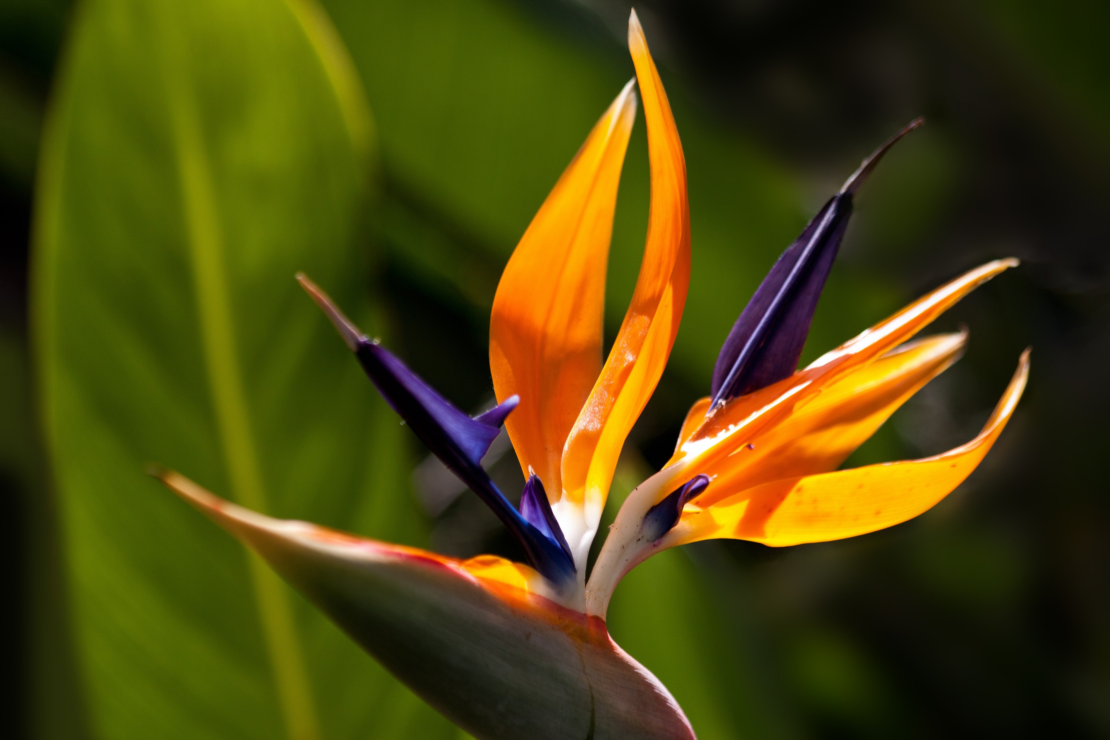 Bird Of Paradise Flower Wallpapers Wallpaper Cave