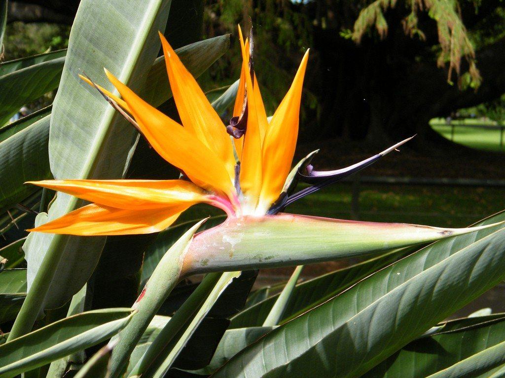 Bird Of Paradise Flower Wallpapers Wallpaper Cave