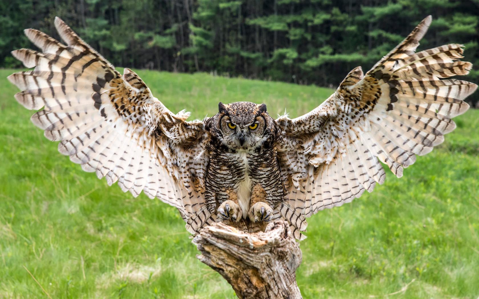 Great Horned Owl Wallpapers Wallpaper Cave