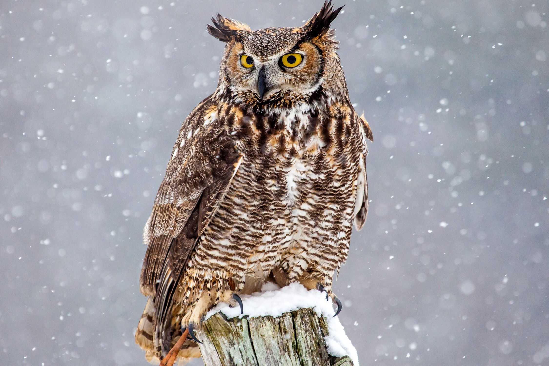 Great Horned Owl Wallpapers Wallpaper Cave