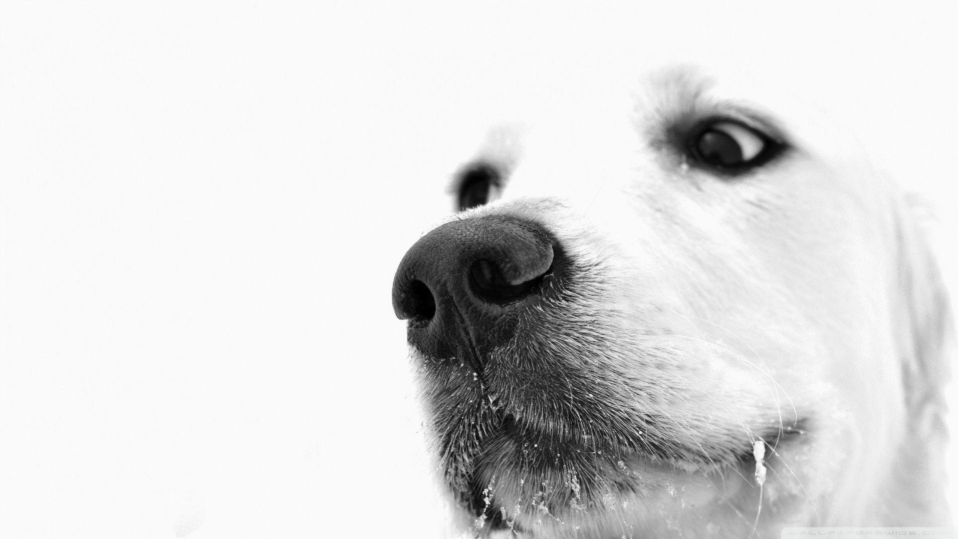 Black And White Dogs Wallpapers Wallpaper Cave