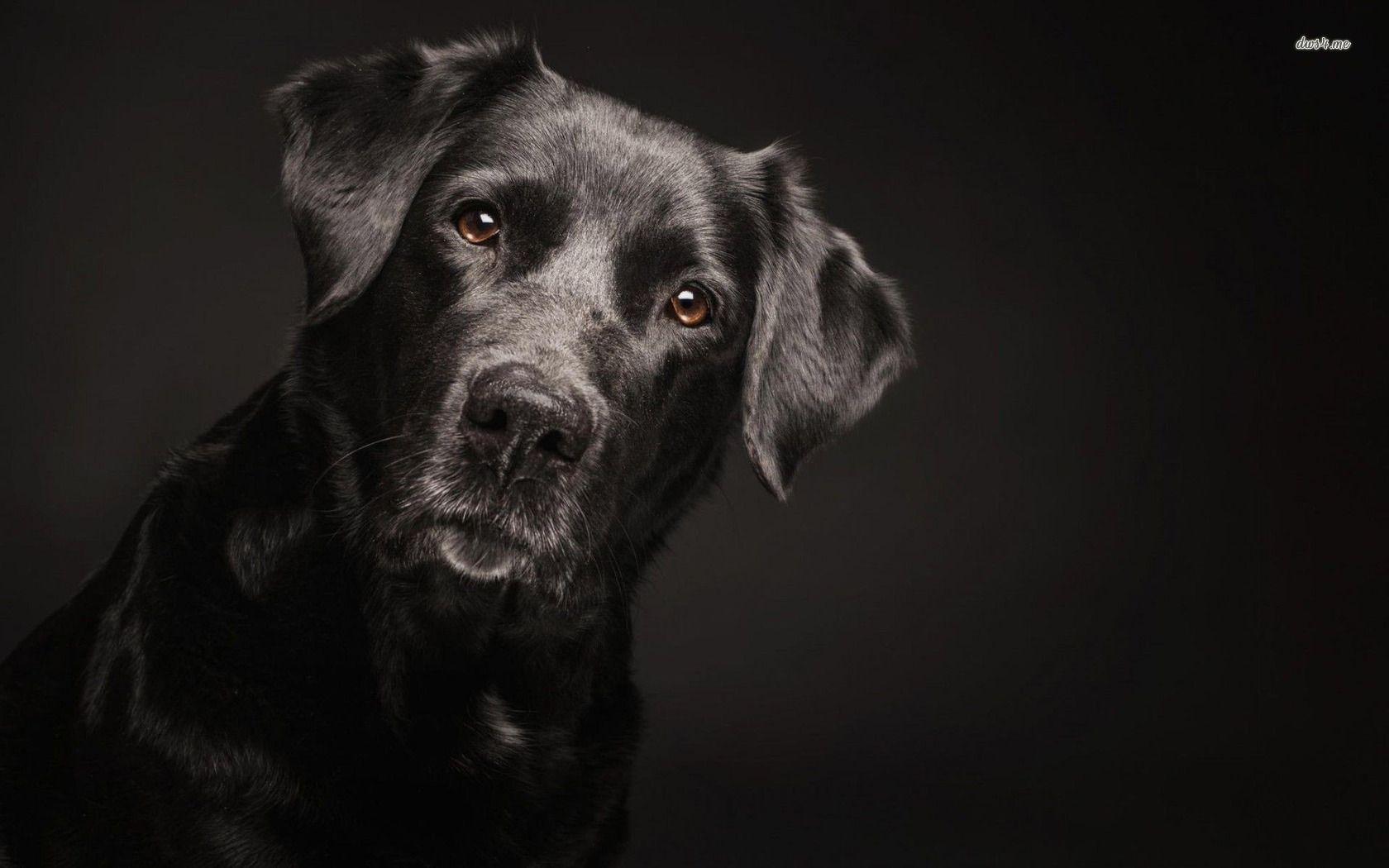 Black Dog HD Wallpapers Wallpaper Cave